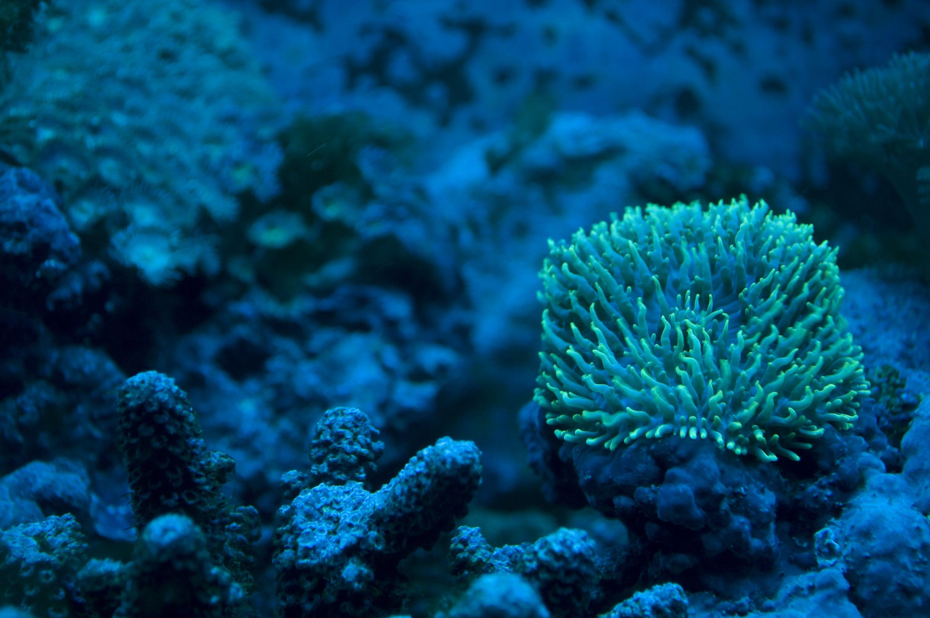 3008x2000 Free download Sea Life Computer Wallpaper Desktop Background