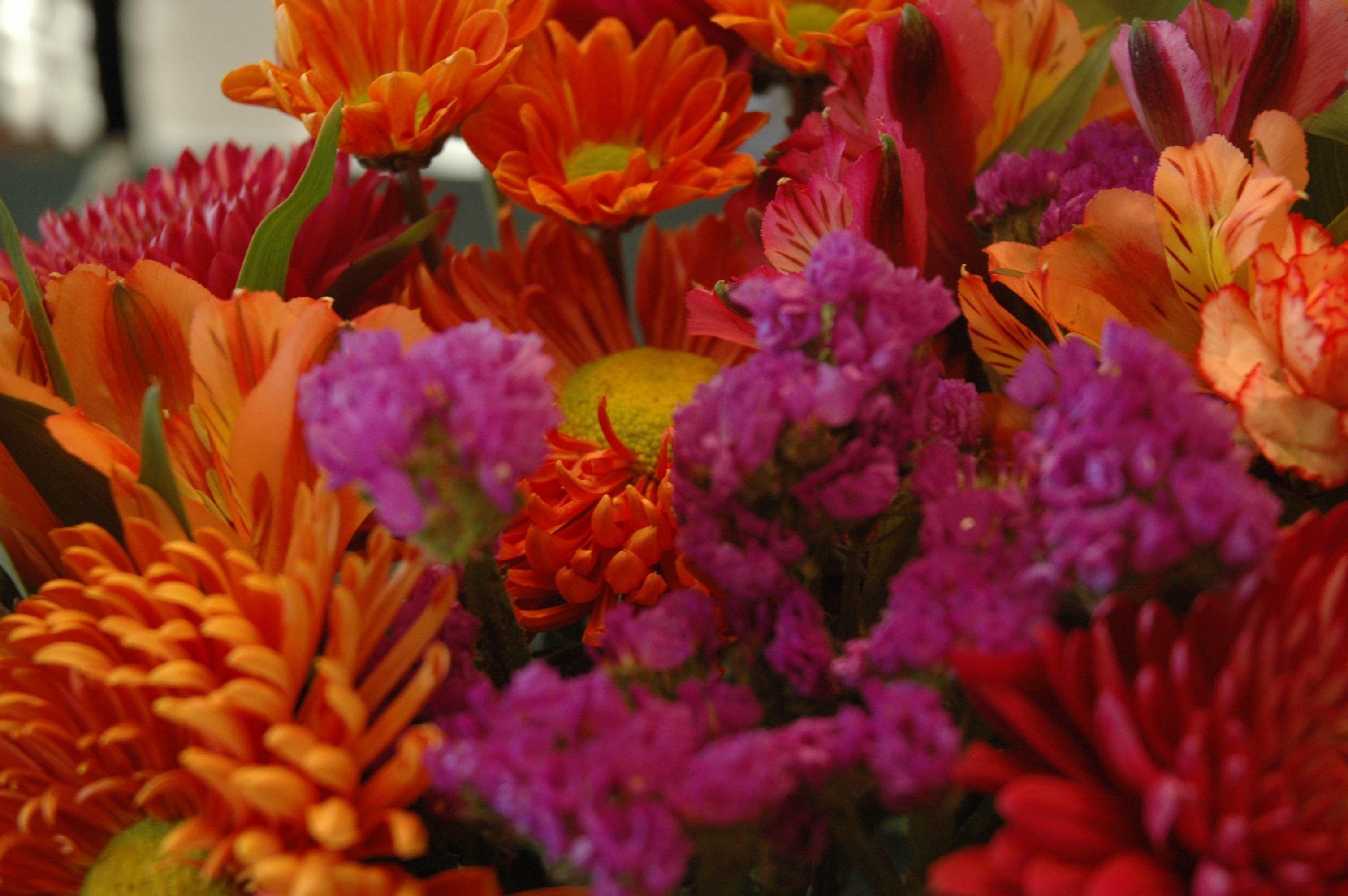 3008x2000 Fall Flower Wallpaper for Desktop