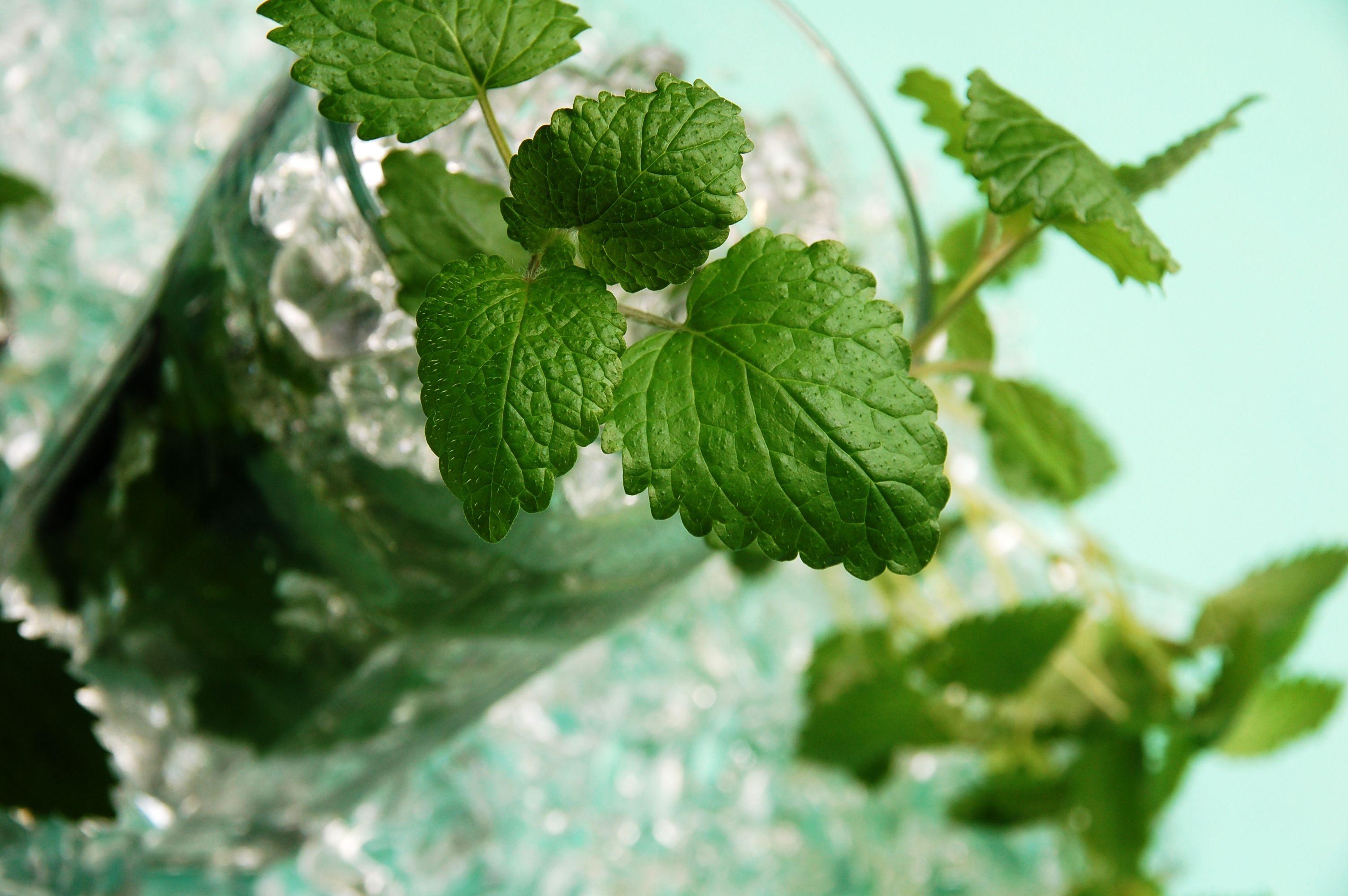 3008x2000 Mojito, 3008x2000 pixel wide