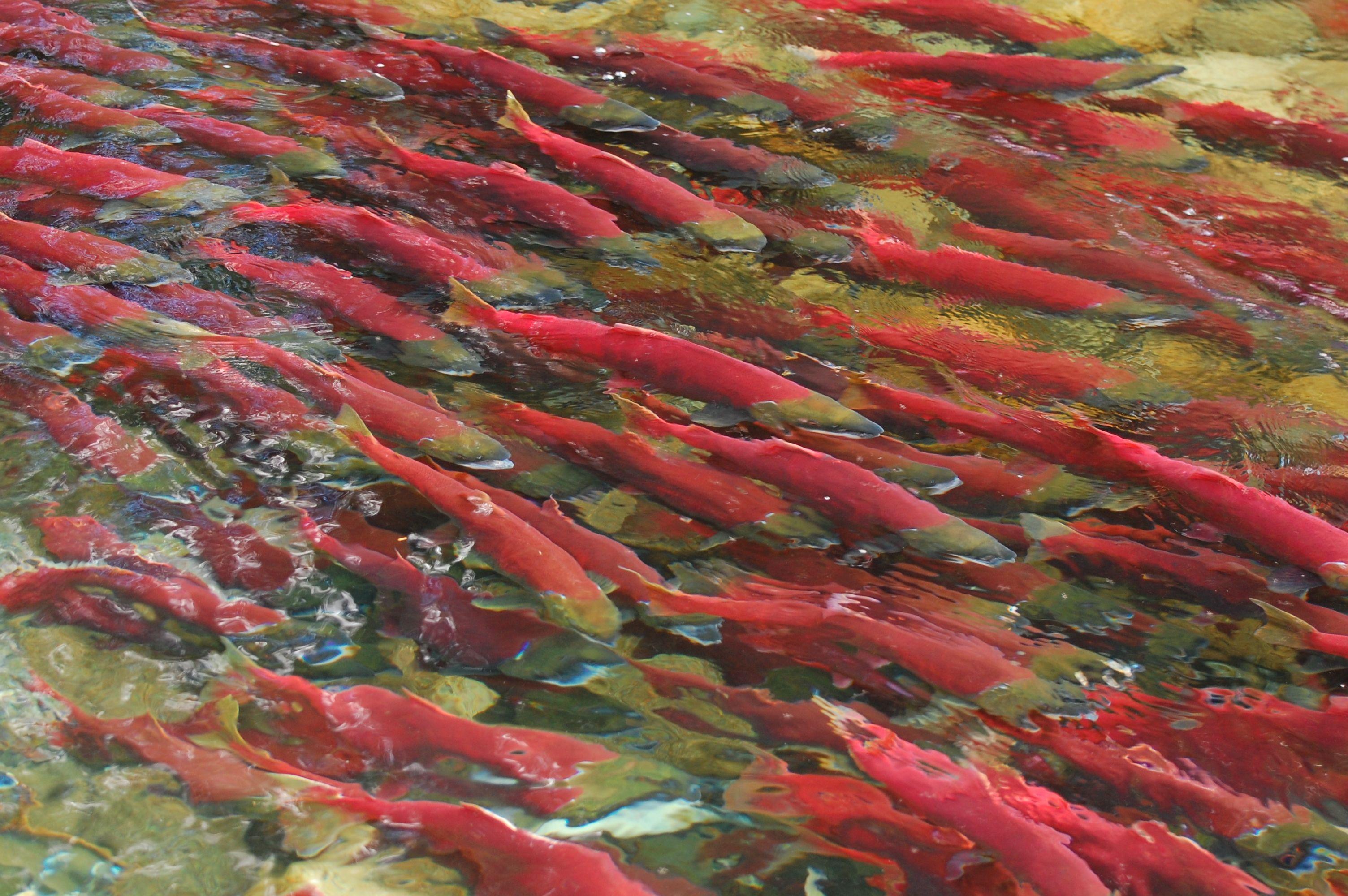 3008x2000 salmon, Fish, River Wallpaper HD / Desktop and Mobile Background