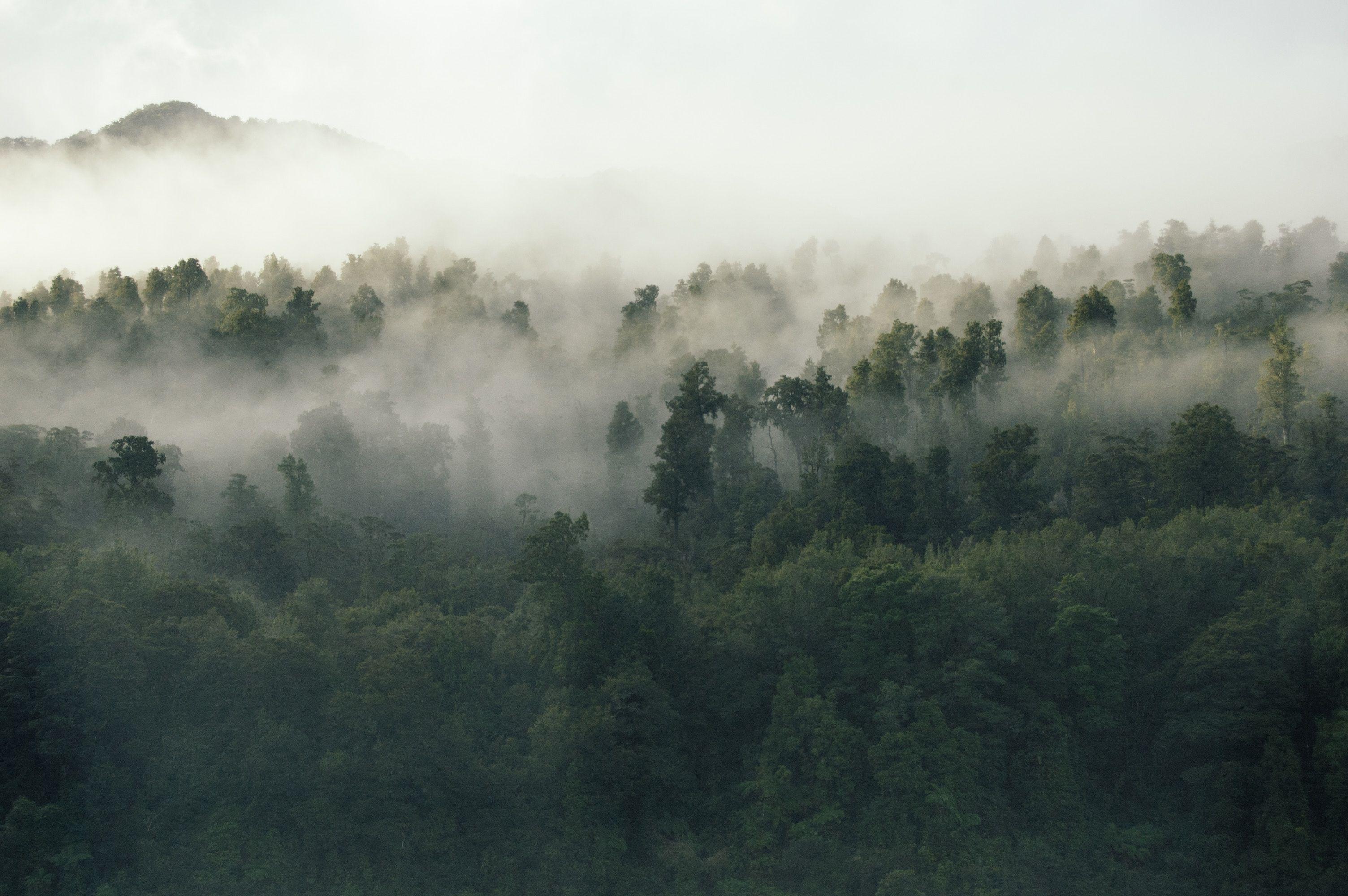 3008x2000 3008x2000 #tree, #meadow, #misty forest, #forest, #early