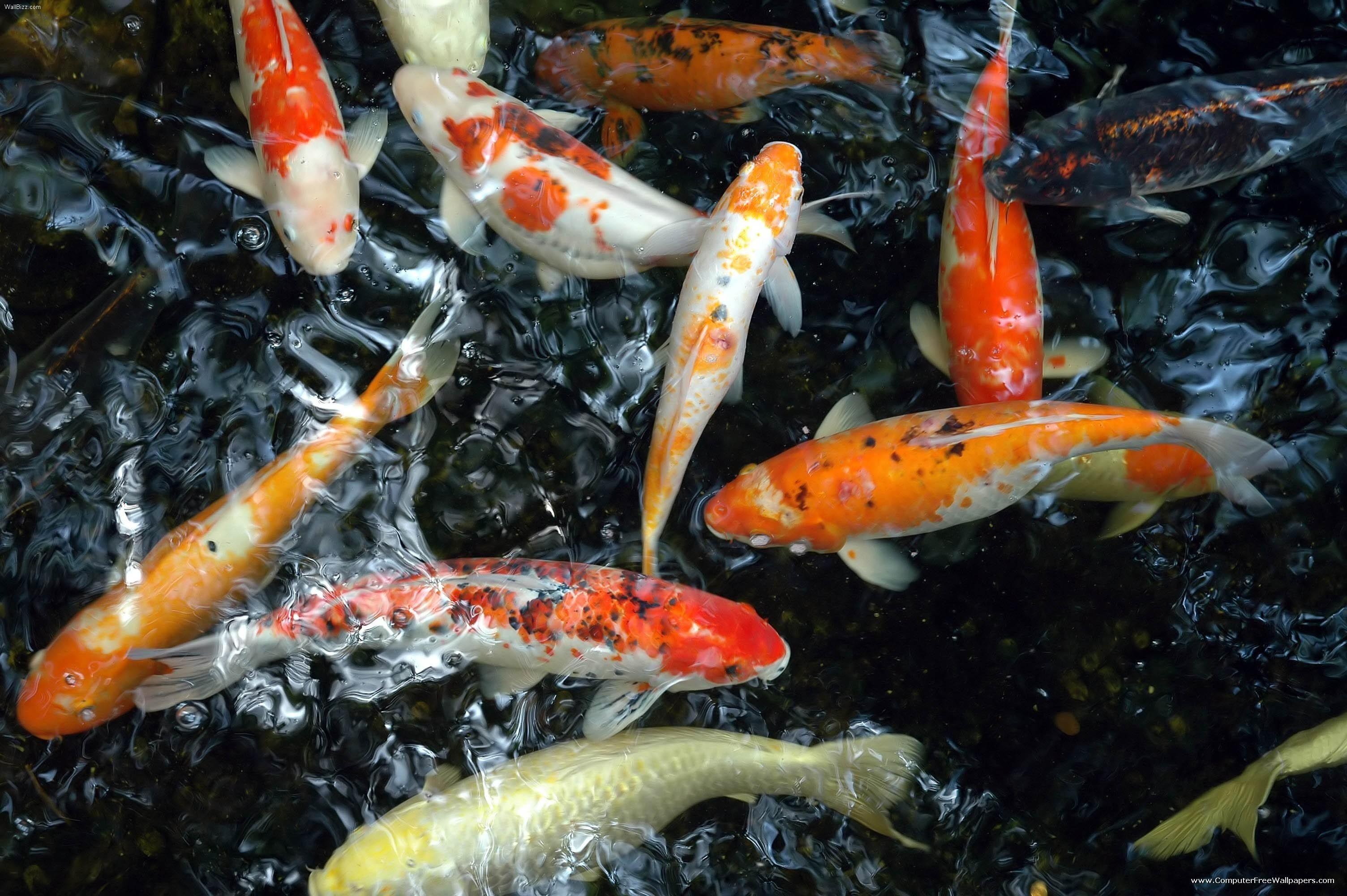 3008x2000 koi 3008x2000 wallpaper High Quality Wallpaper, High Definition