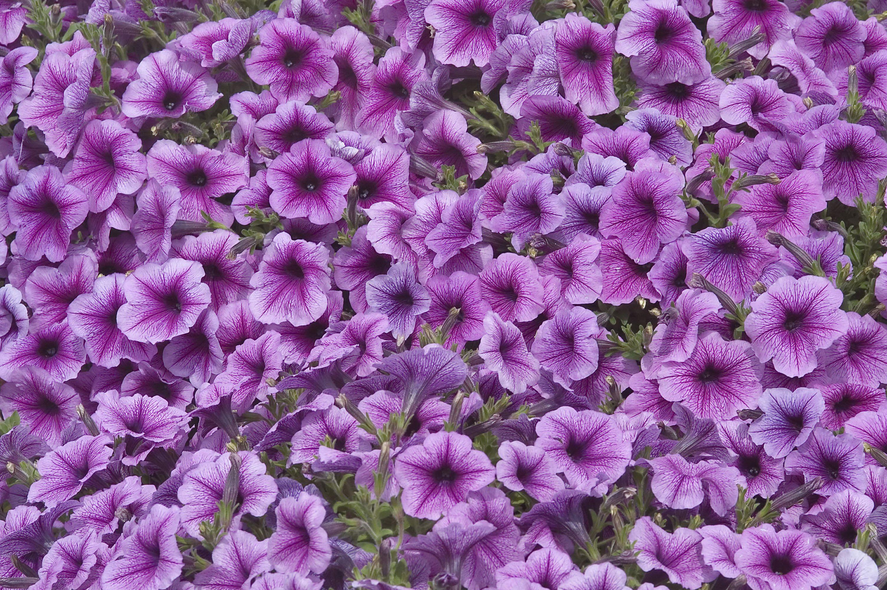 3008x2000 Desktop Wallpaper Violet Flowers Petunia Many Closeup 3008x2000