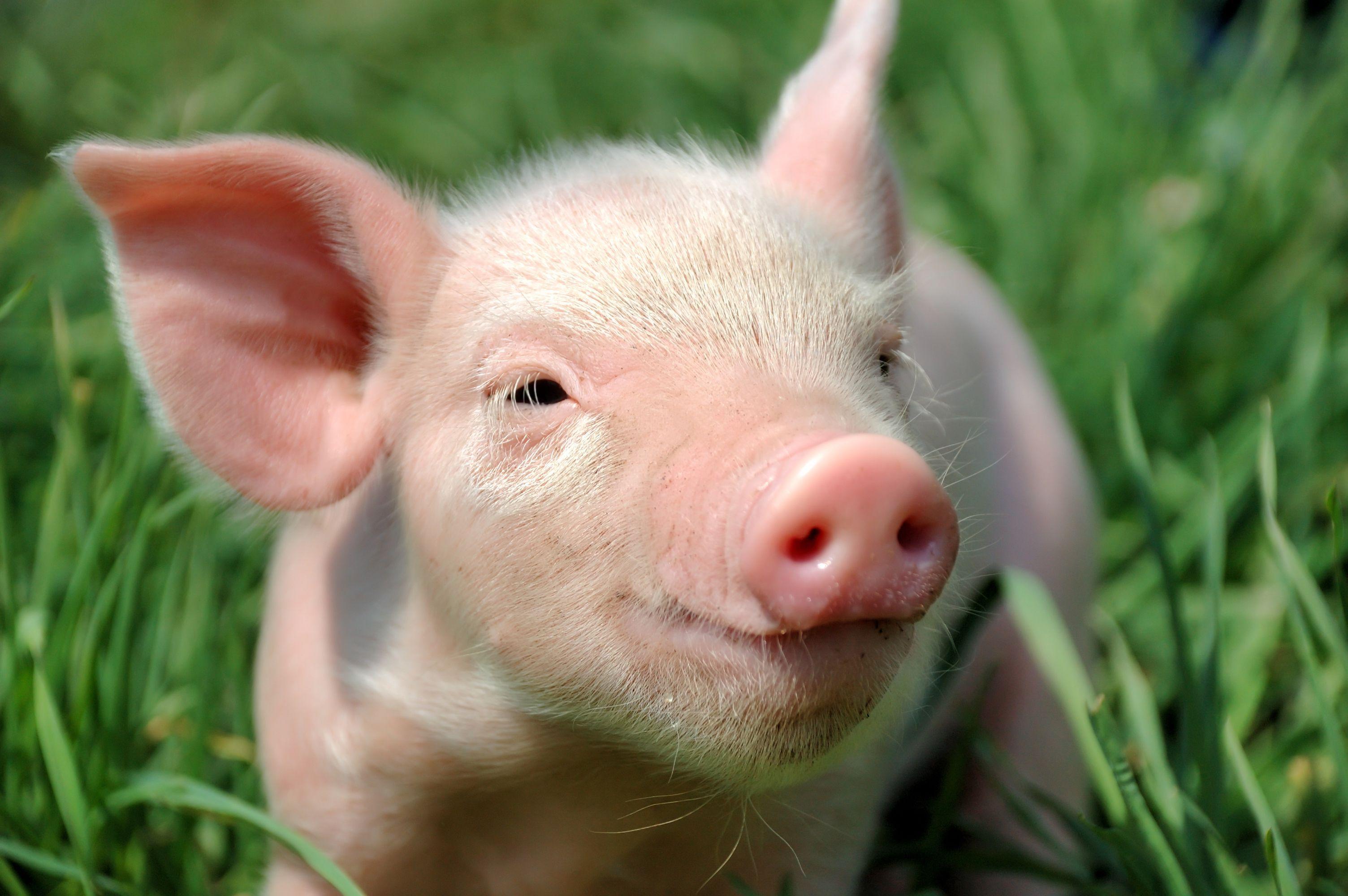 3008x2000 Pig, iPhone, Desktop HD Background / Wallpaper