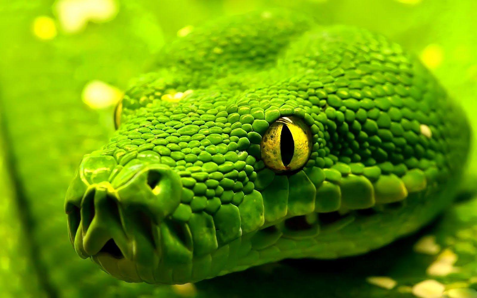 Green Snake Wallpapers - Top Những Hình Ảnh Đẹp