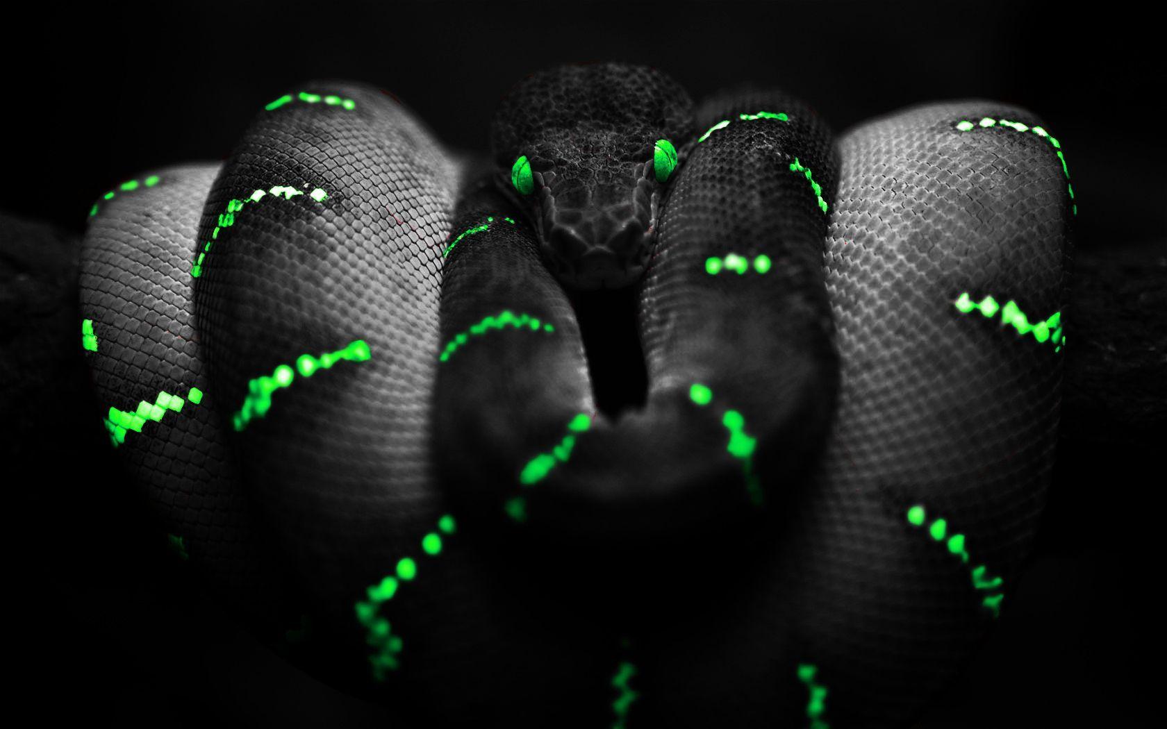 HD green snake wallpapers | Peakpx
