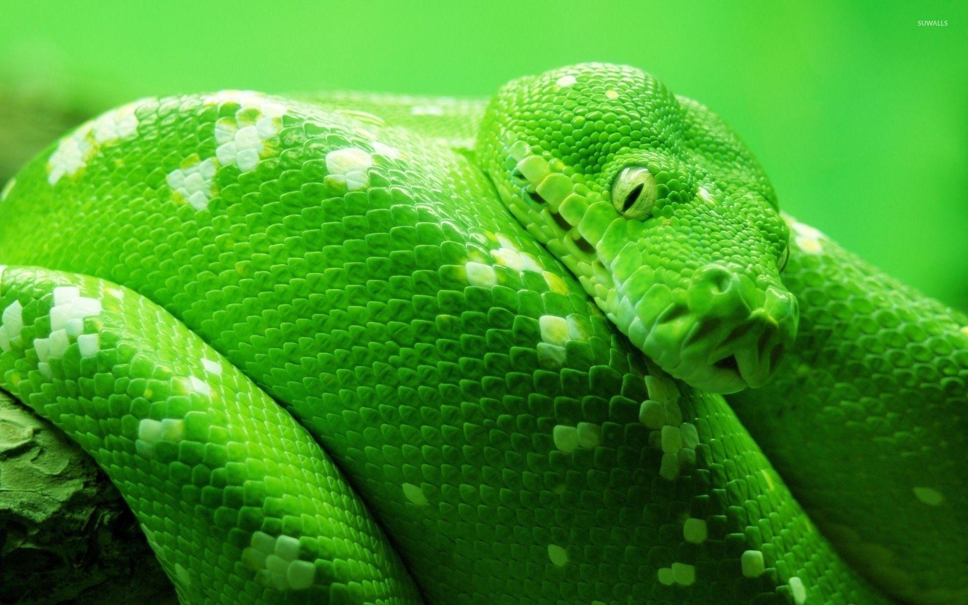 Green Snake Wallpapers - Top Free Green Snake Backgrounds - WallpaperAccess