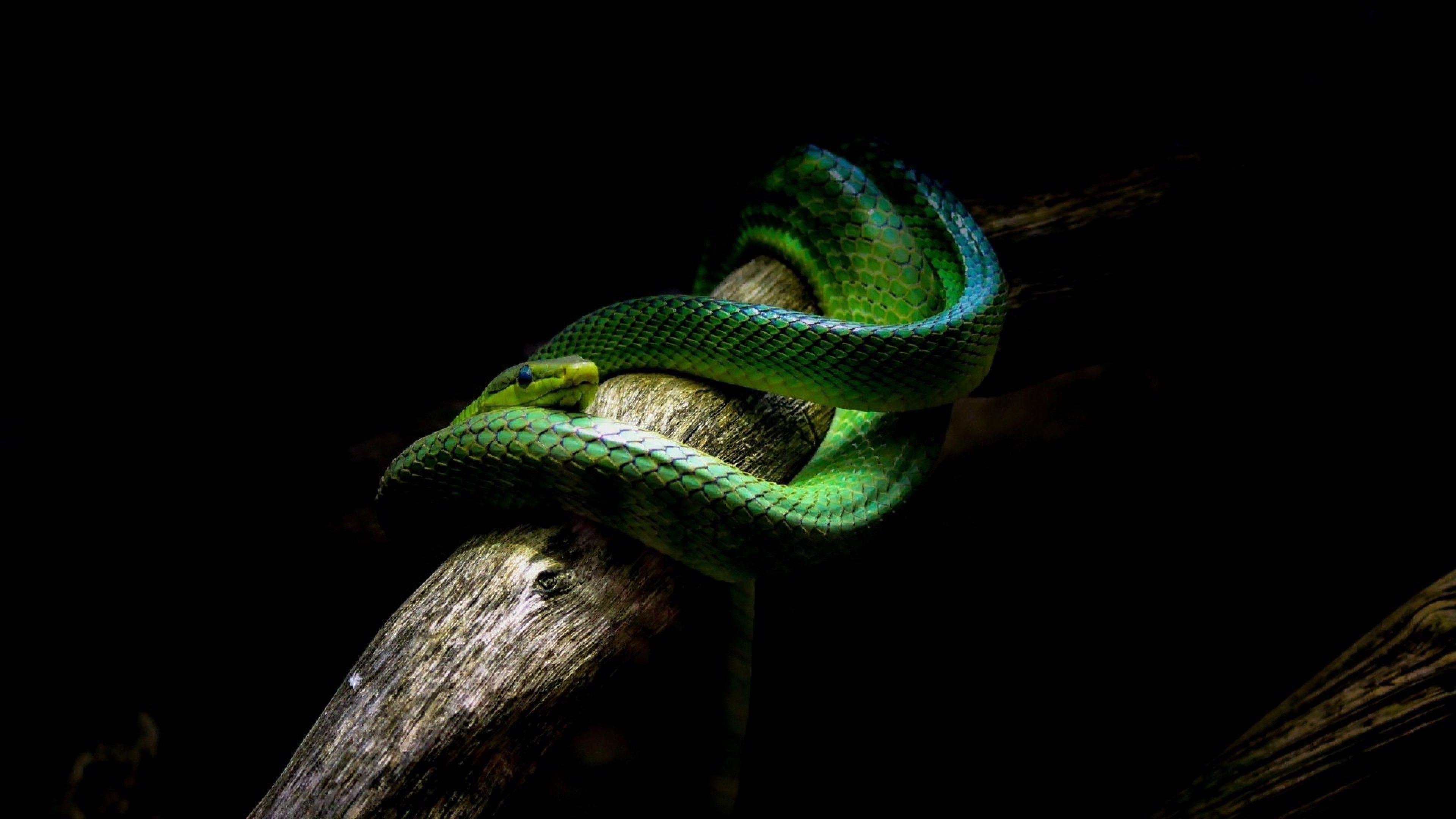 Green Snake Wallpaper