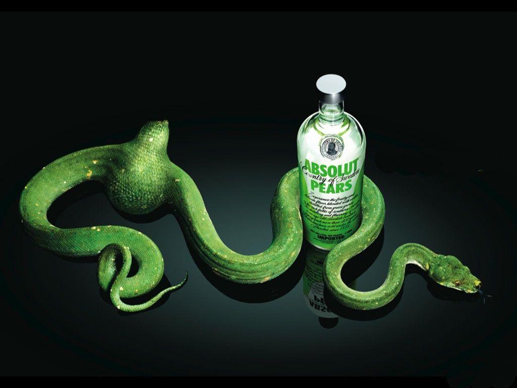 1024x768 Green_snake_love_vodka Free Hd Wallpaper For Desktop