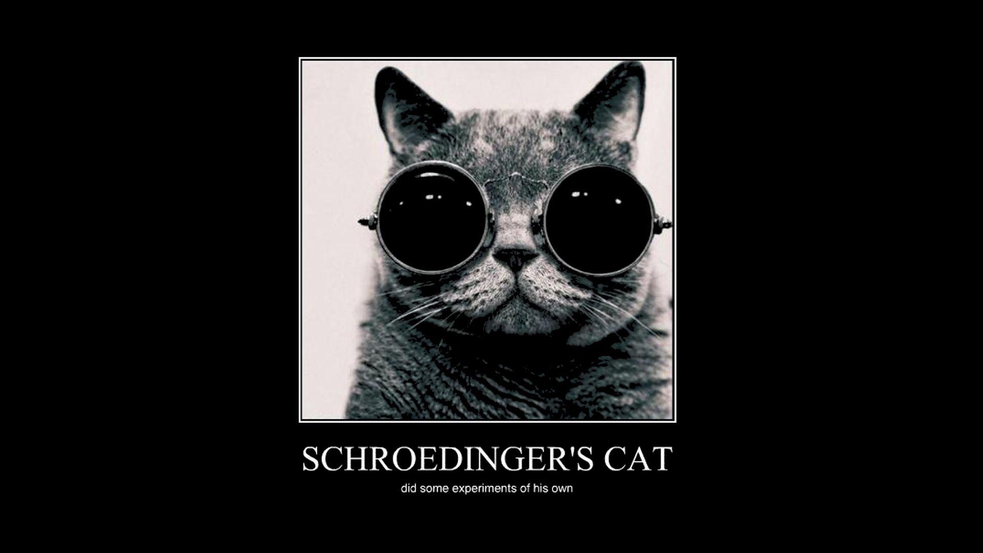 Schrödinger's Cat Wallpapers - Top Free Schrödinger's Cat Backgrounds - WallpaperAccess