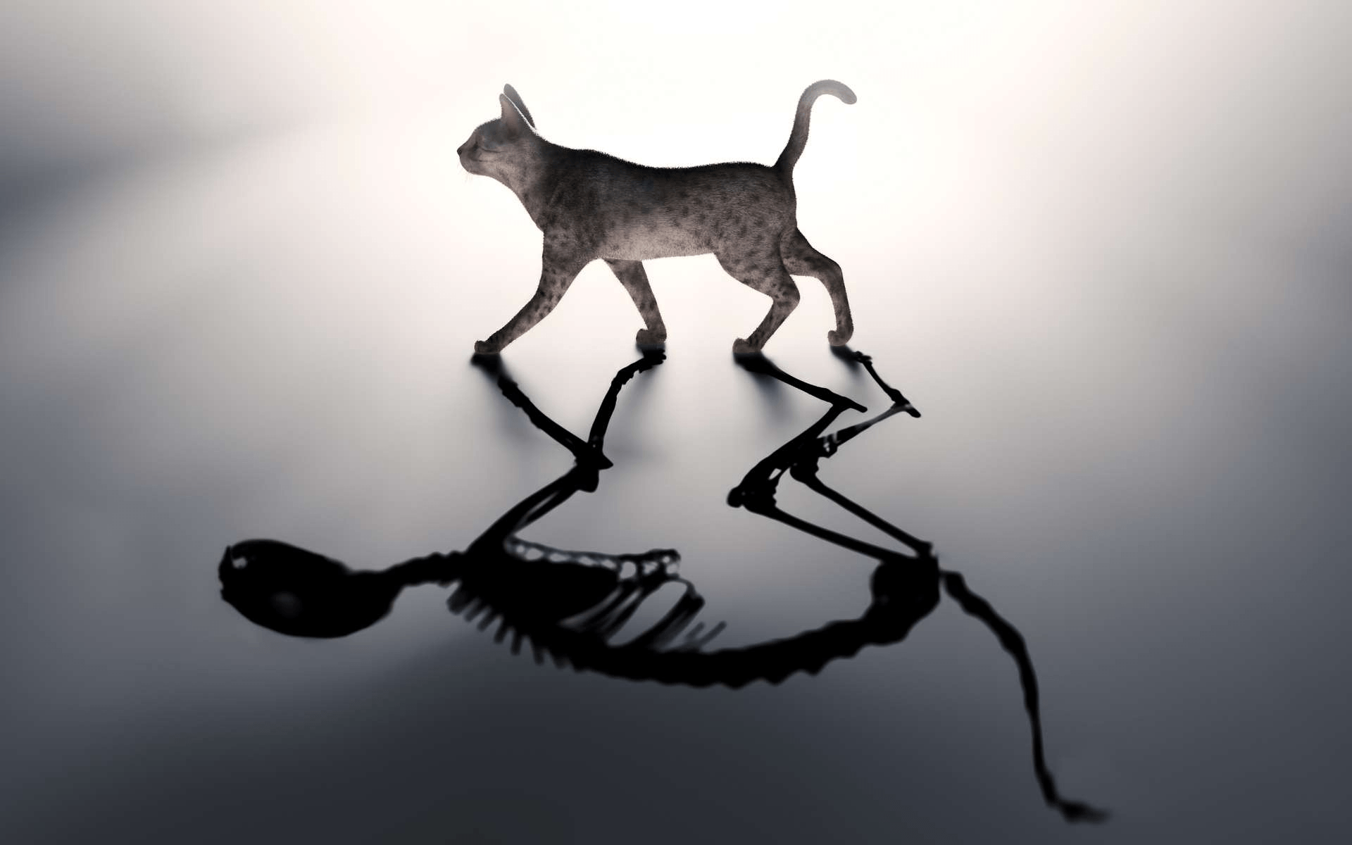 Schrödinger's Cat Wallpapers - Top Free Schrödinger's Cat Backgrounds - WallpaperAccess