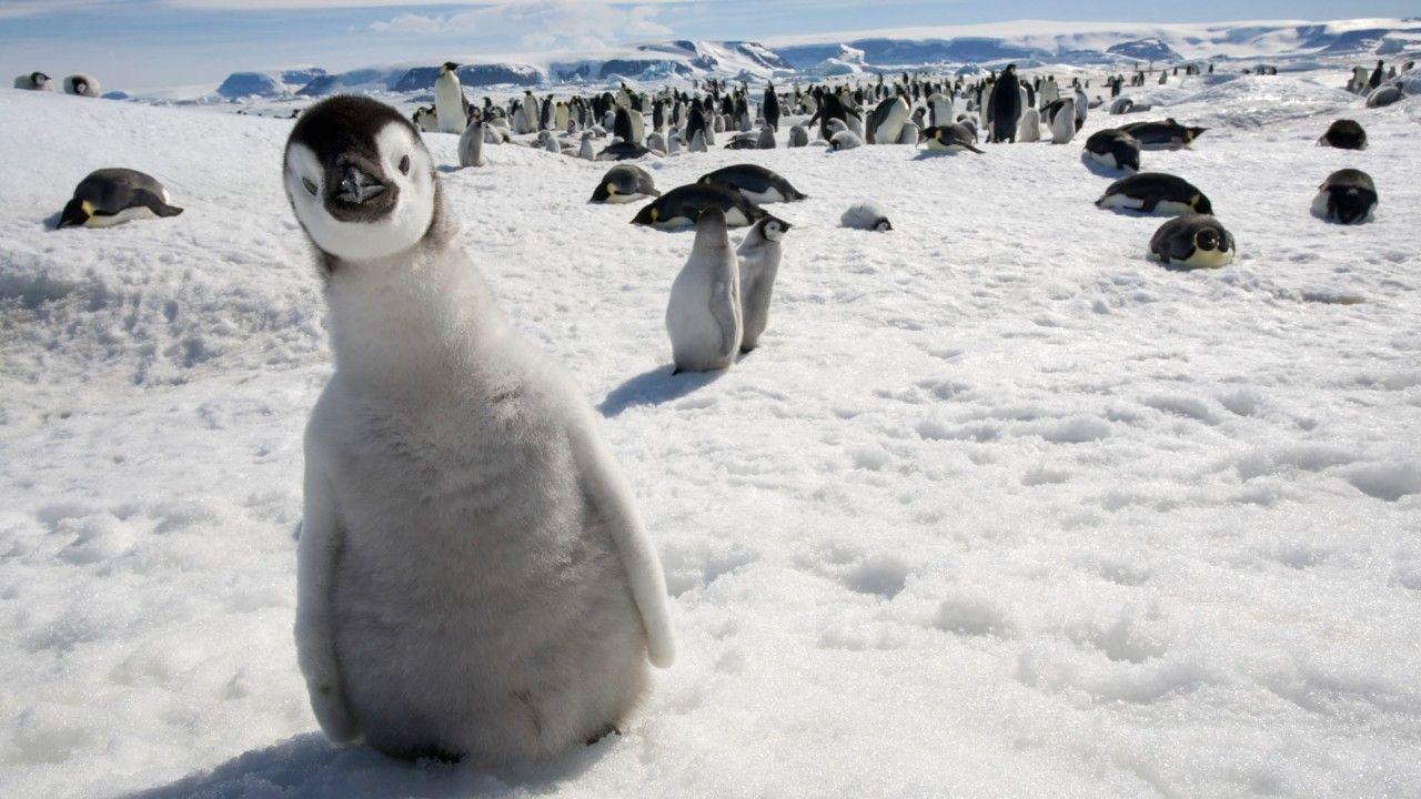 1280x720 Penguin, cute, animals, penguins wallpaper. Penguin, cute