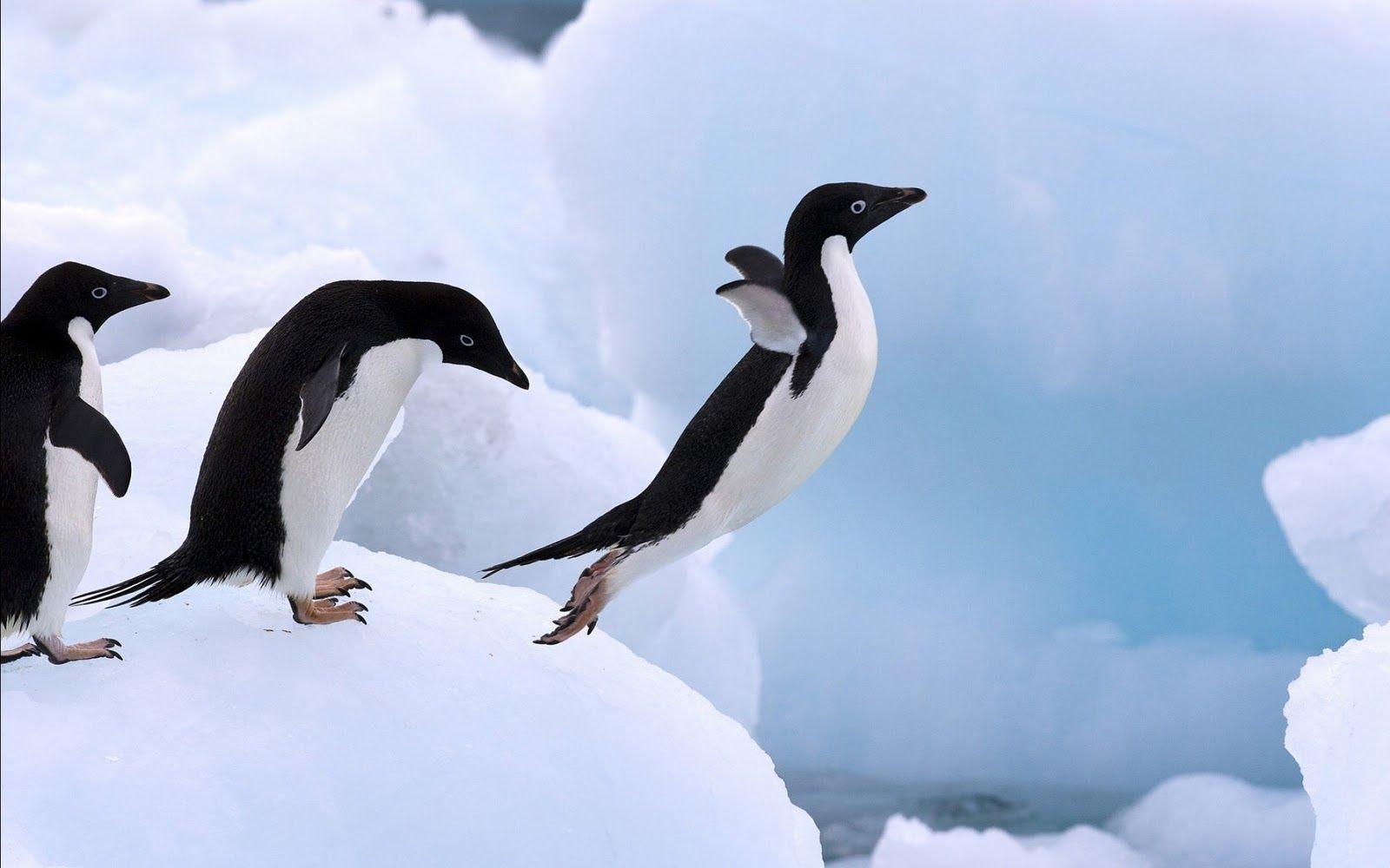 1600x1000 Adelie Penguins Wallpaper and Background Imagex1000