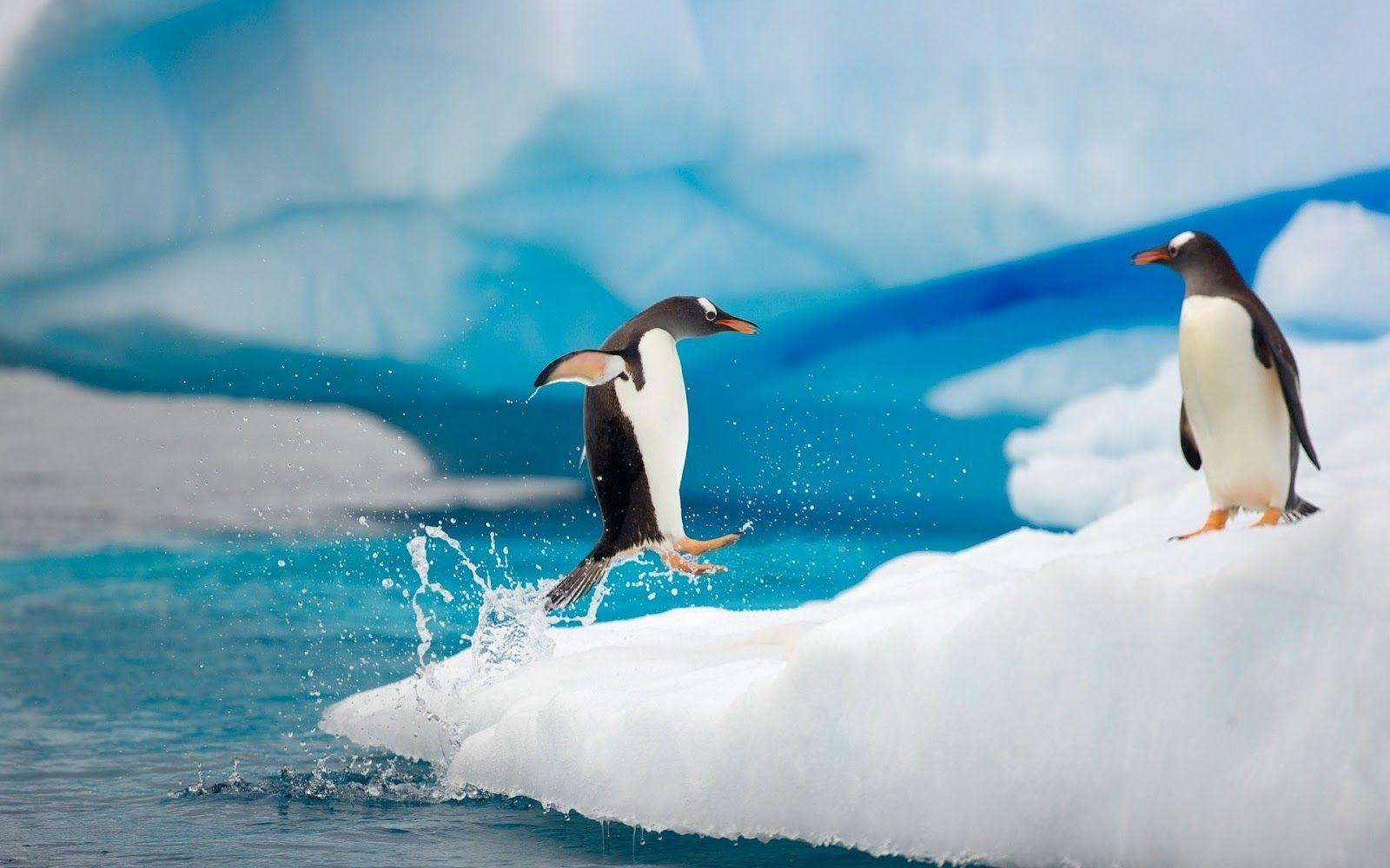 1600x1000 Cute Baby Penguins, Animals, Thick Fur wallpaper. animals. Baby