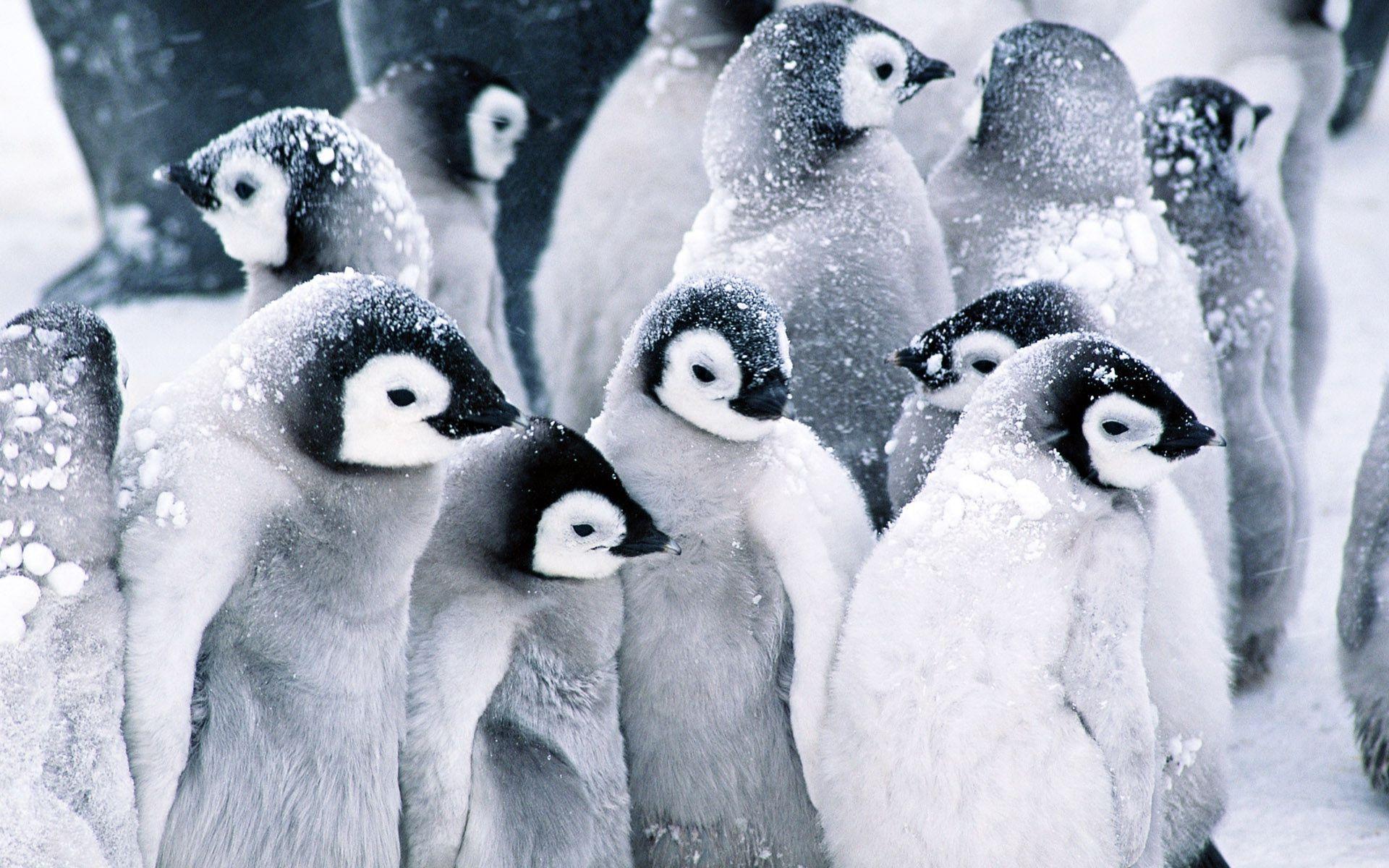 1920x1200 Penguin Wallpaper. Christmas Penguin