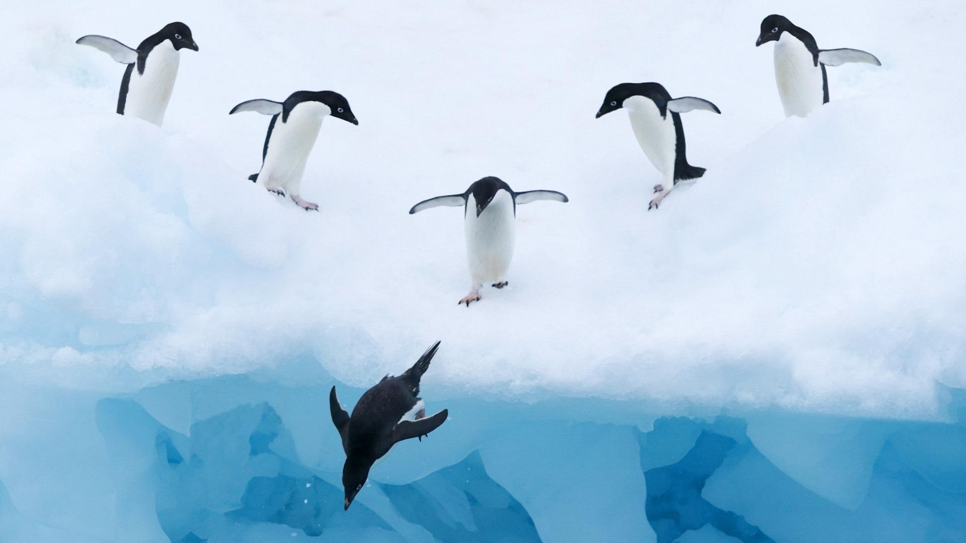 1920x1080 Cute and Beautiful Penguin Picture