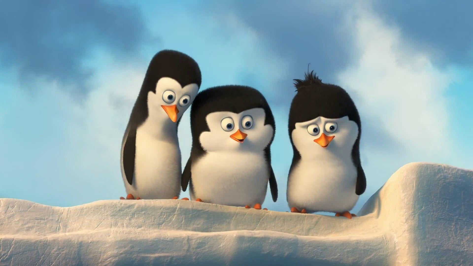 1920x1080 Free Penguin Background Download