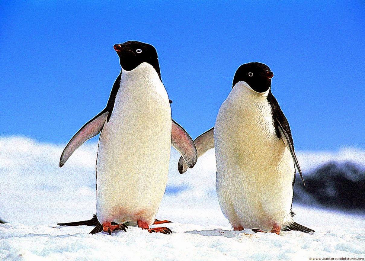 1209x864 Funny Penguin HD Animal Wallpaper. Background Wallpaper Gallery