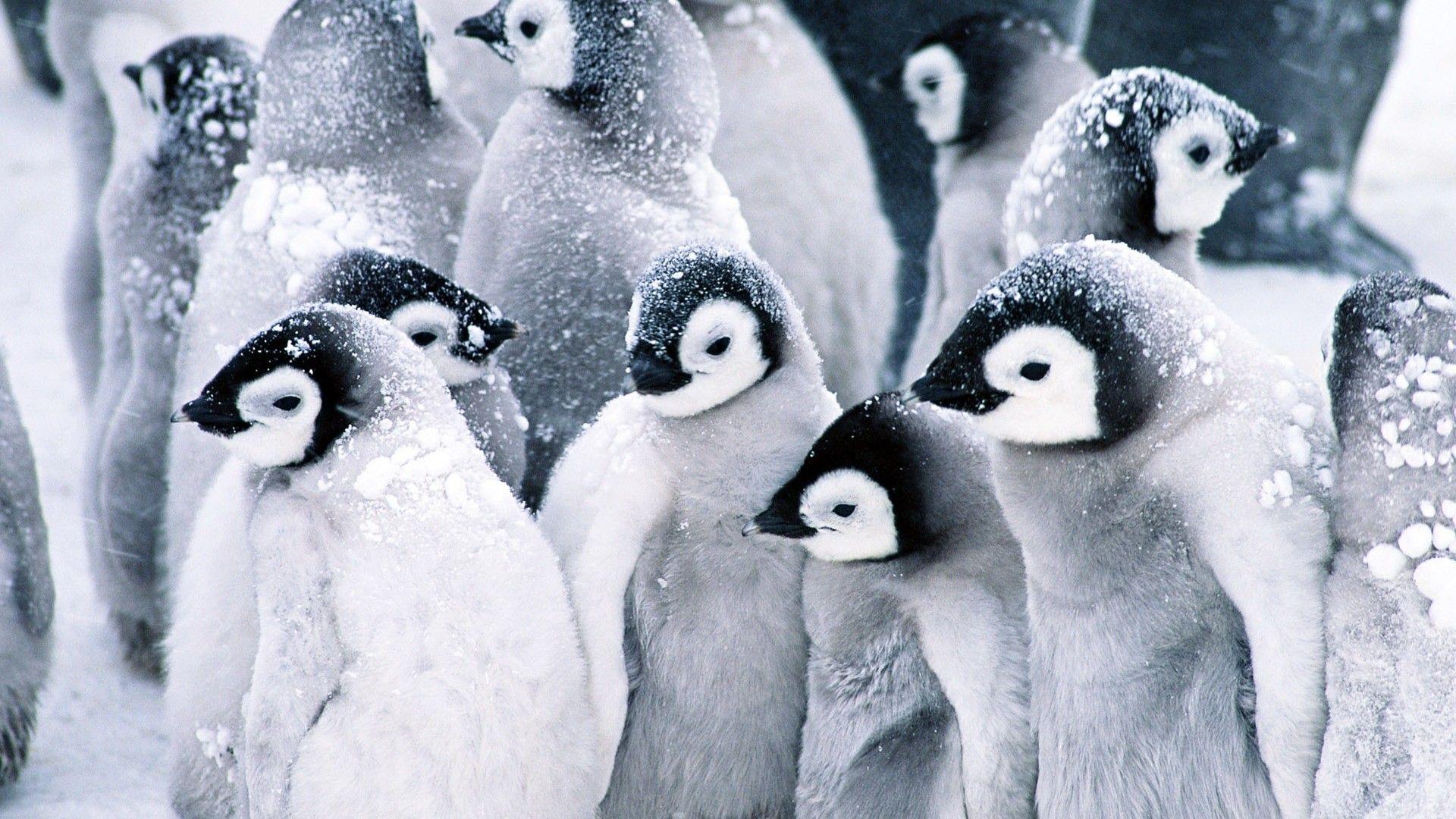 1920x1080 Cute Baby Penguins HD Wallpaper