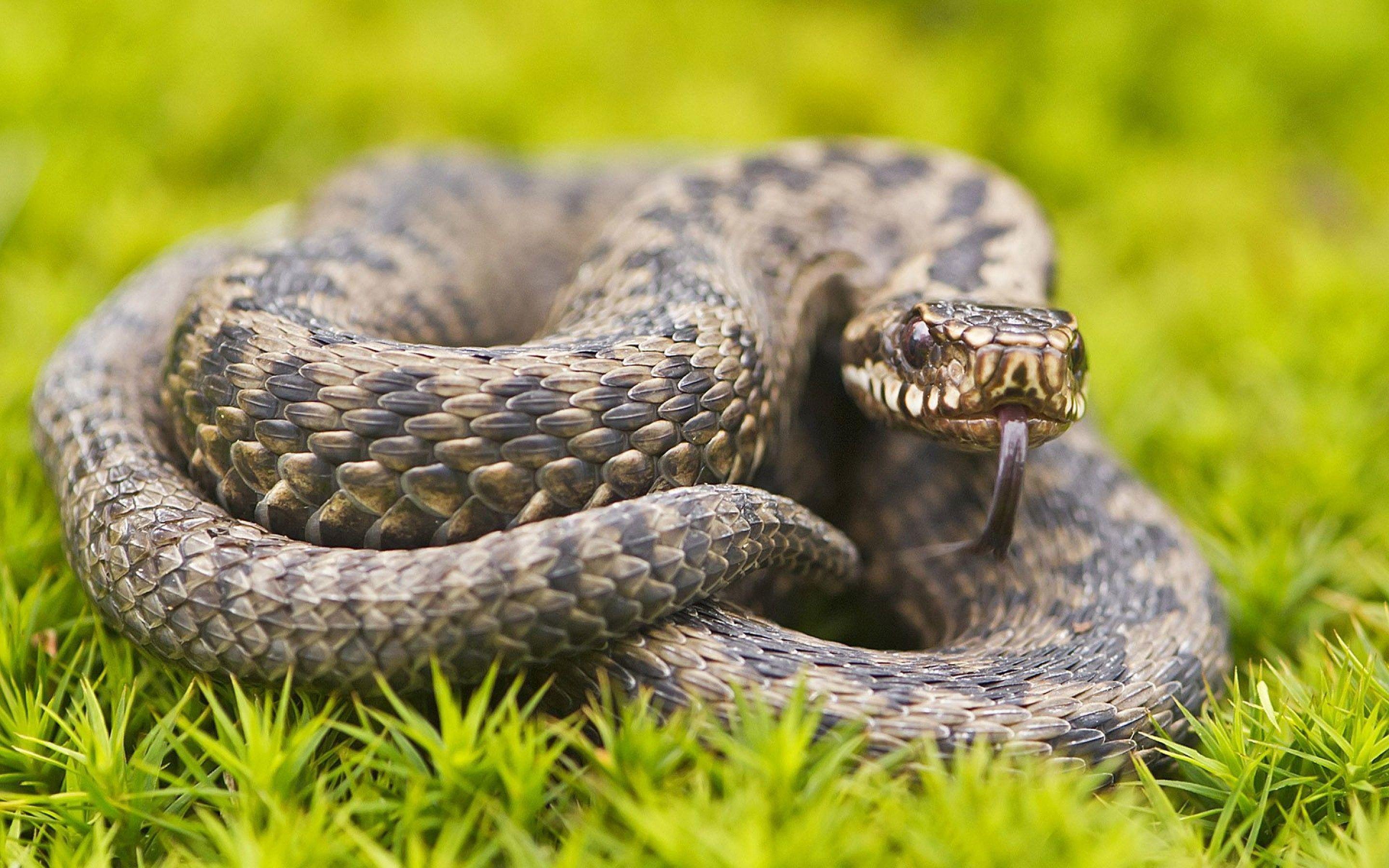 2880x1800 HD Pic Of Snake - Tải xuống Hình nền & Nền HD