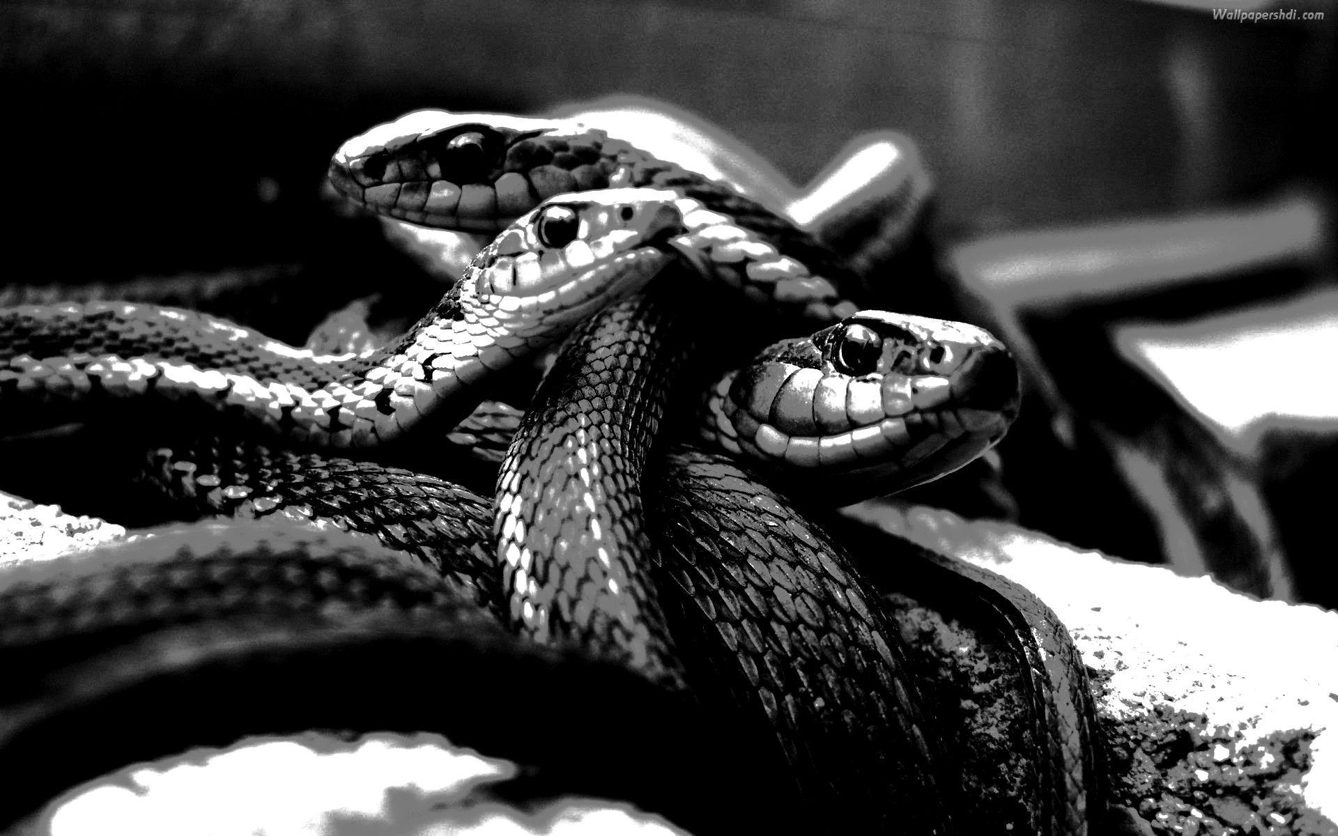 Black Snake  HD Wallpapers