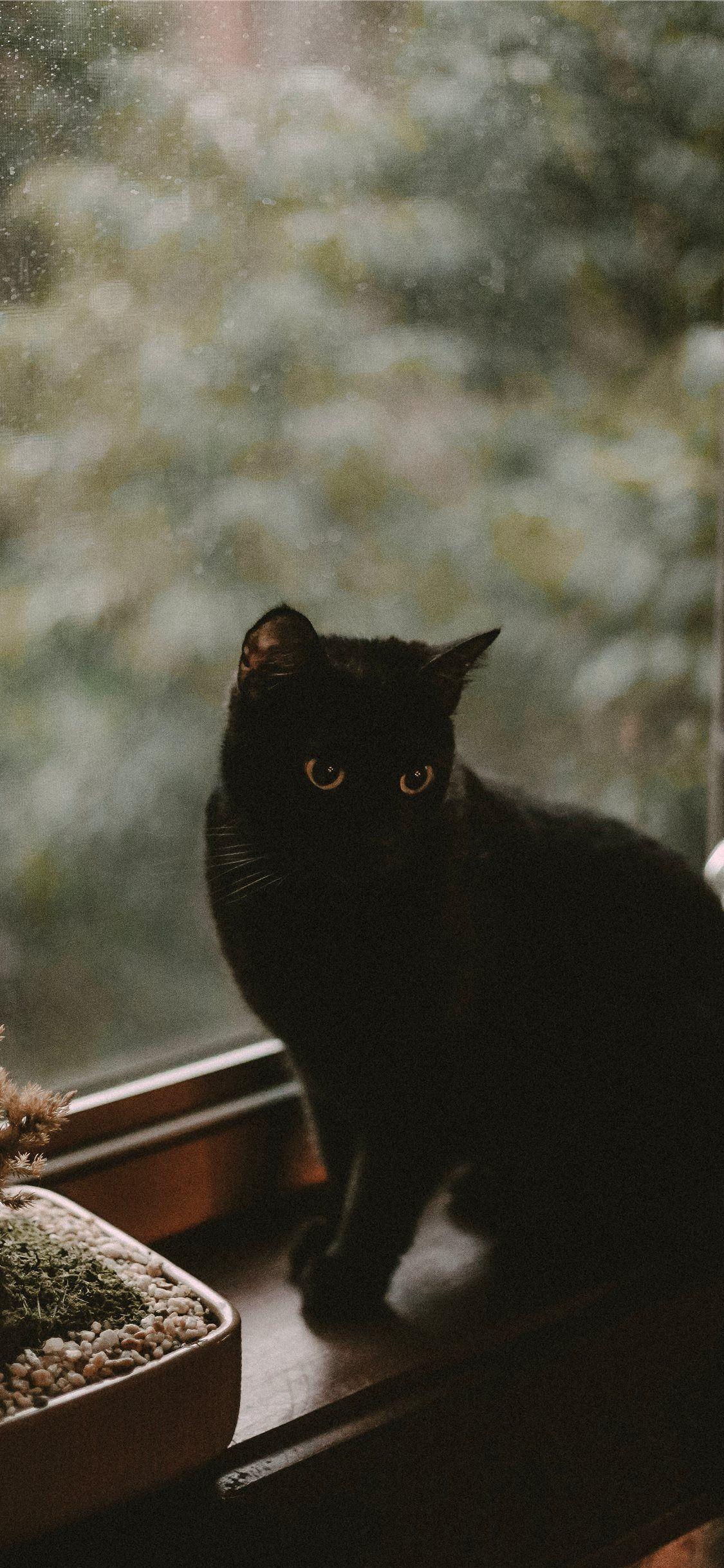 Cute Black Cat Aesthetic Wallpaper