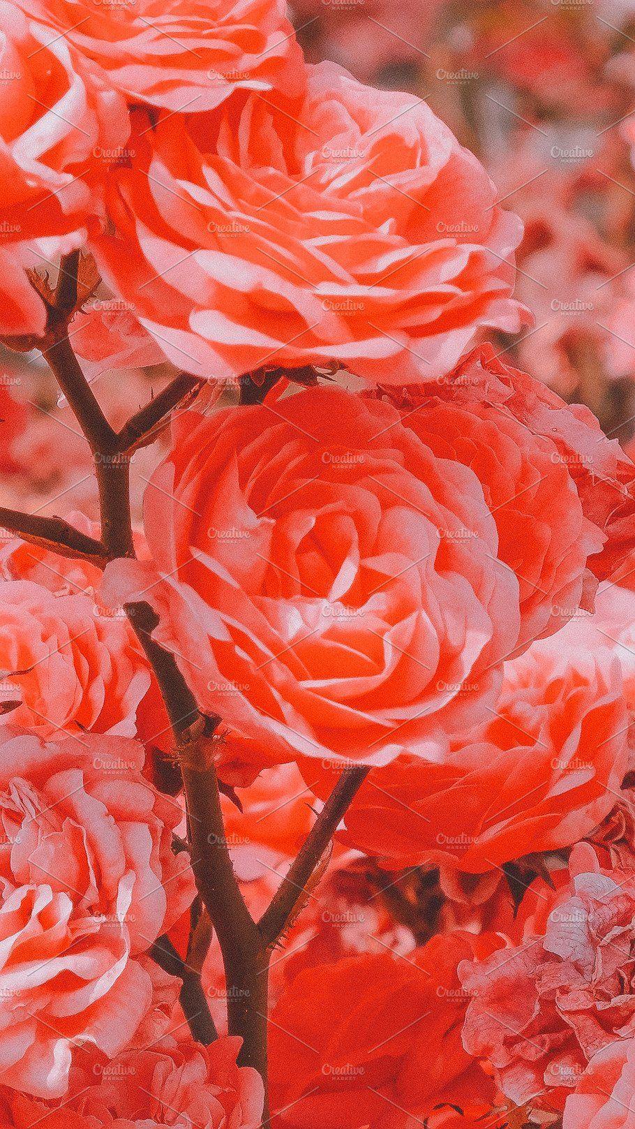 910x1617 Fashion Aesthetic Wallpaper Phone. High Quality Nature Stock