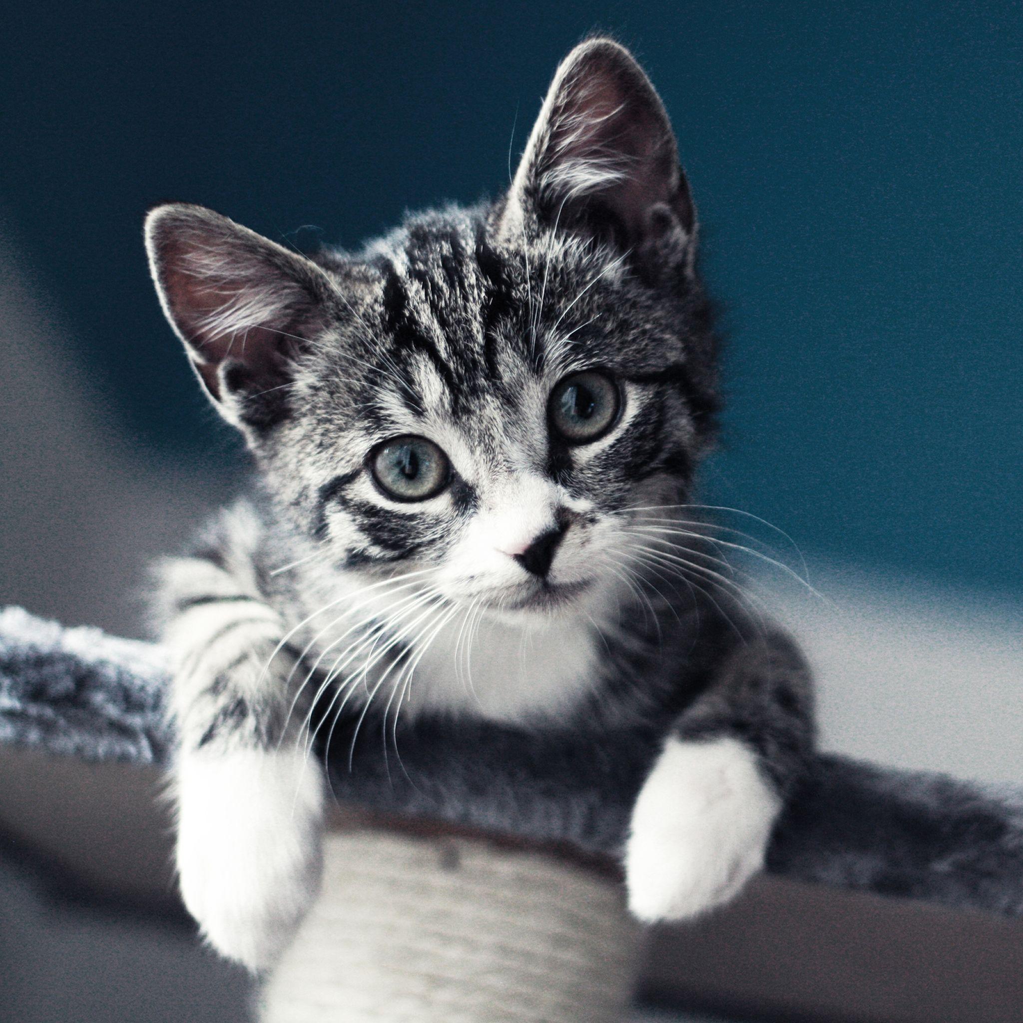  Aesthetic  Cat  Wallpapers Top Free Aesthetic  Cat  