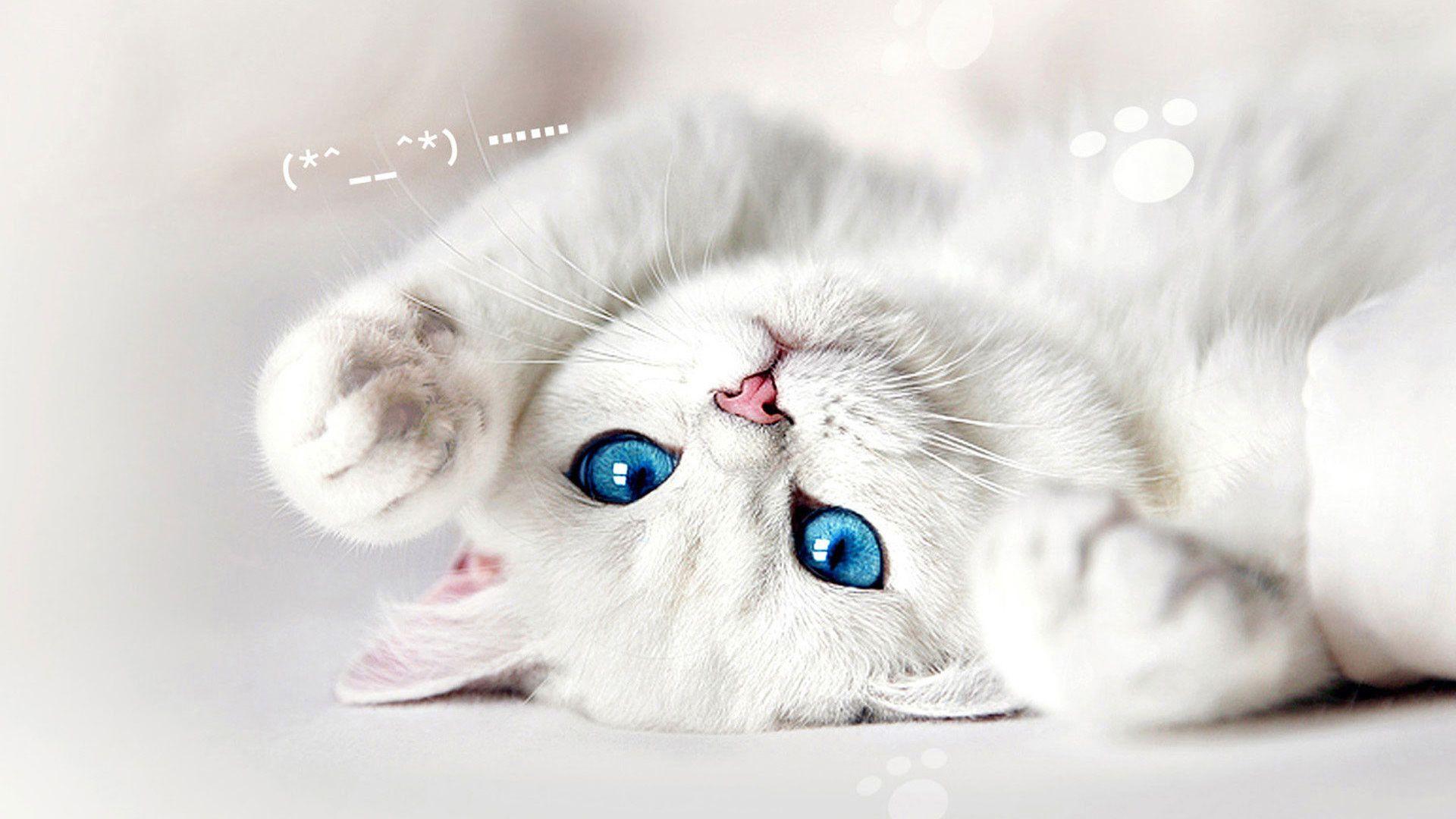 Aesthetic Cat Wallpapers - Top Free Aesthetic Cat Backgrounds
