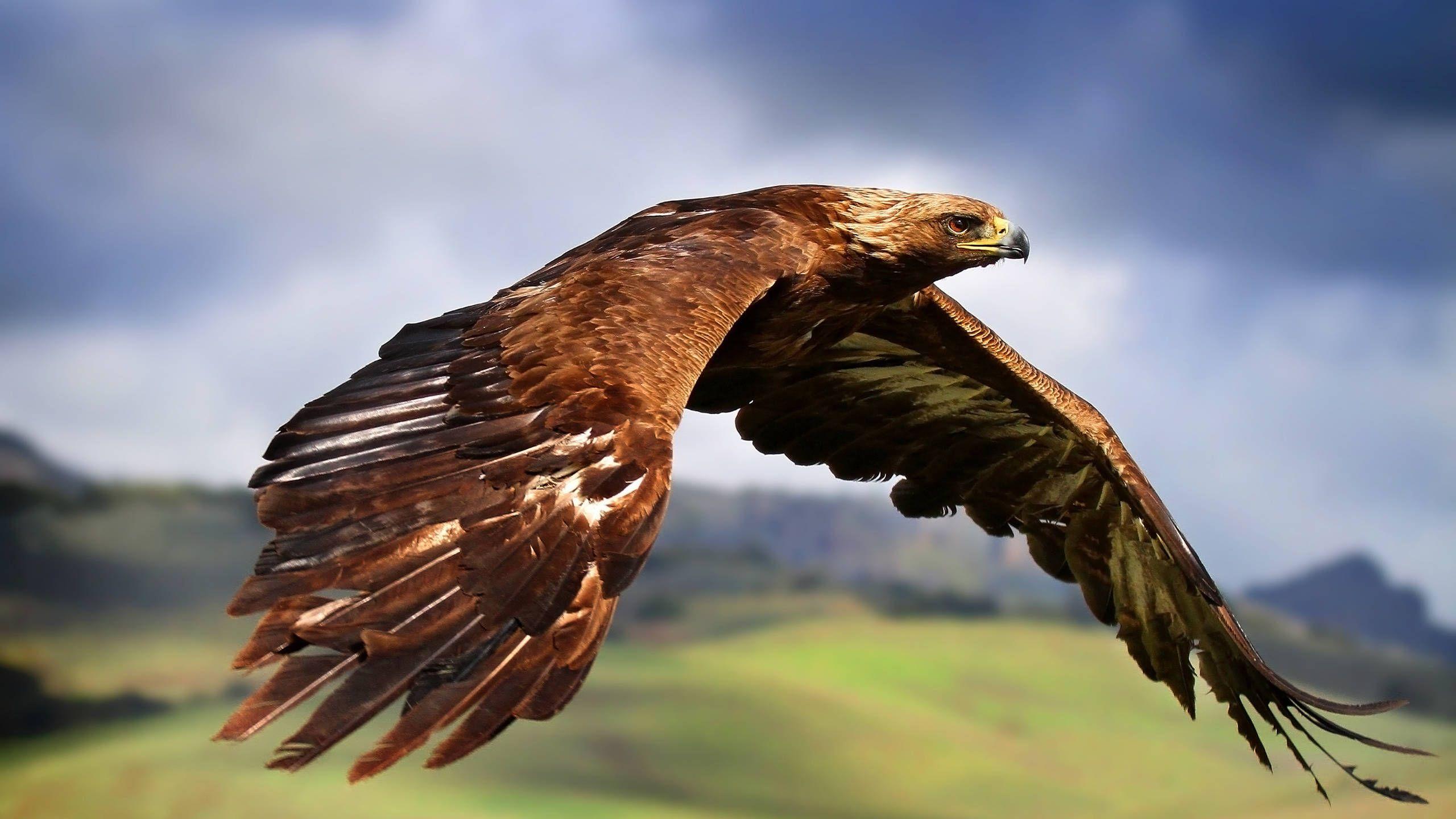 2560x1440 Birds of Prey Wallpaper. Birds Prey Wallpaper, Birds Prey Background and Osprey Wallpaper