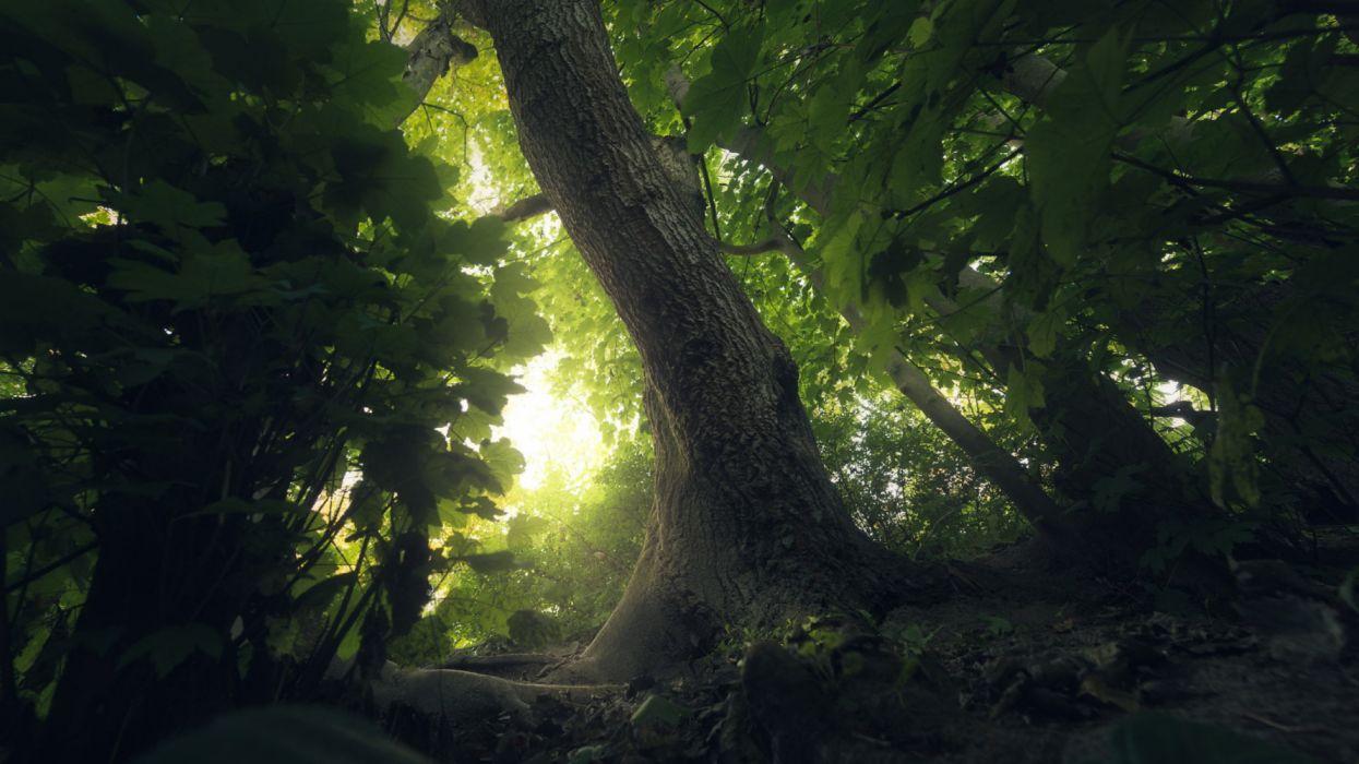 Dark Jungle Wallpapers - Top Free Dark Jungle Backgrounds - WallpaperAccess
