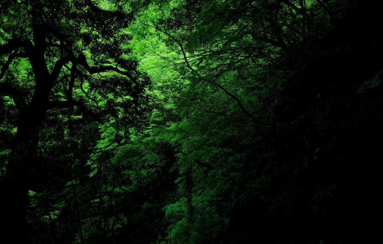 1332x850 Wallpaper green, dark, jungle image for desktop, section природа