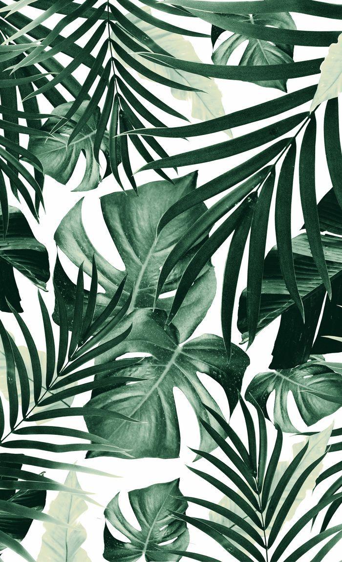 700x1149 Mẫu lá rừng nhiệt đới # nhiệt đới # động vật # nghệ thuật # xã hội6 Rèm cửa sổ.  Lá hình nền iphone, Hình nền thực vật, Hình nền lá