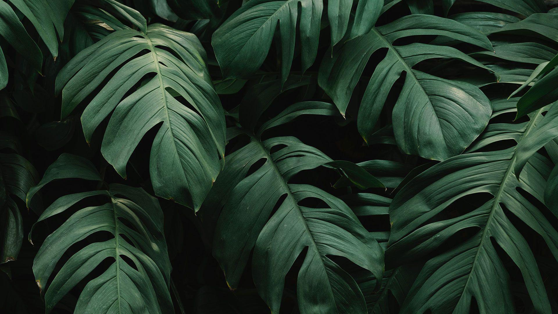 Jungle Leaves Wallpapers Top Free Jungle Leaves Backgrounds
