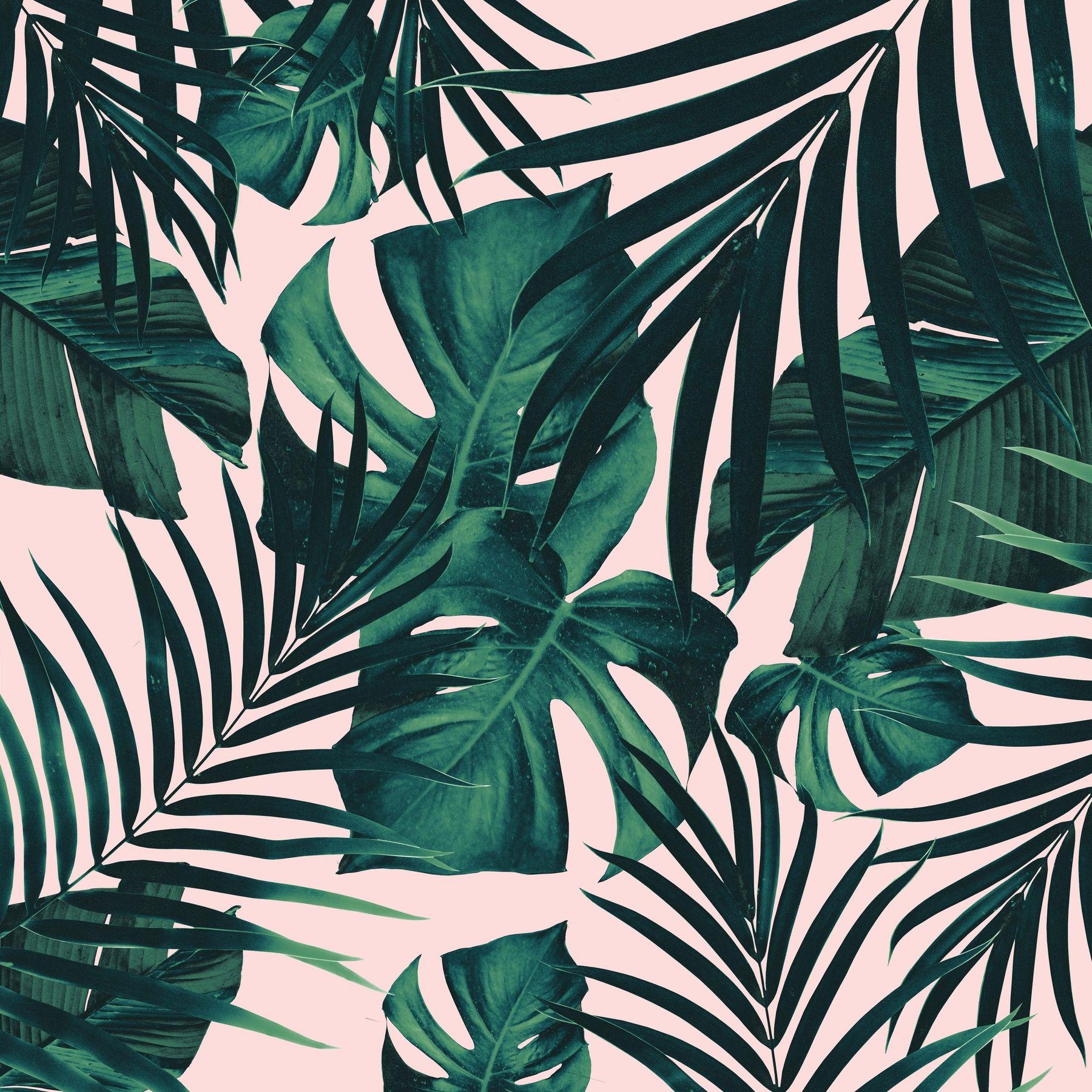 Jungle Leaves Wallpapers - Top Free Jungle Leaves Backgrounds
