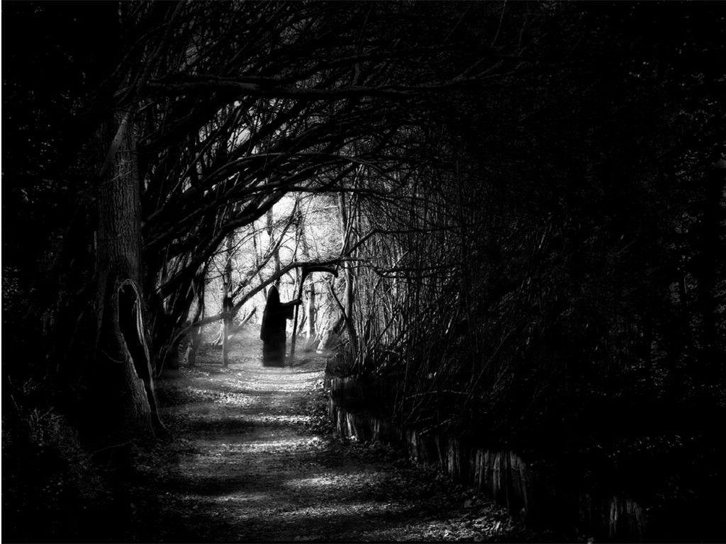 1024x768 Dark Forest Wallpaper High Resolution .itl.cat