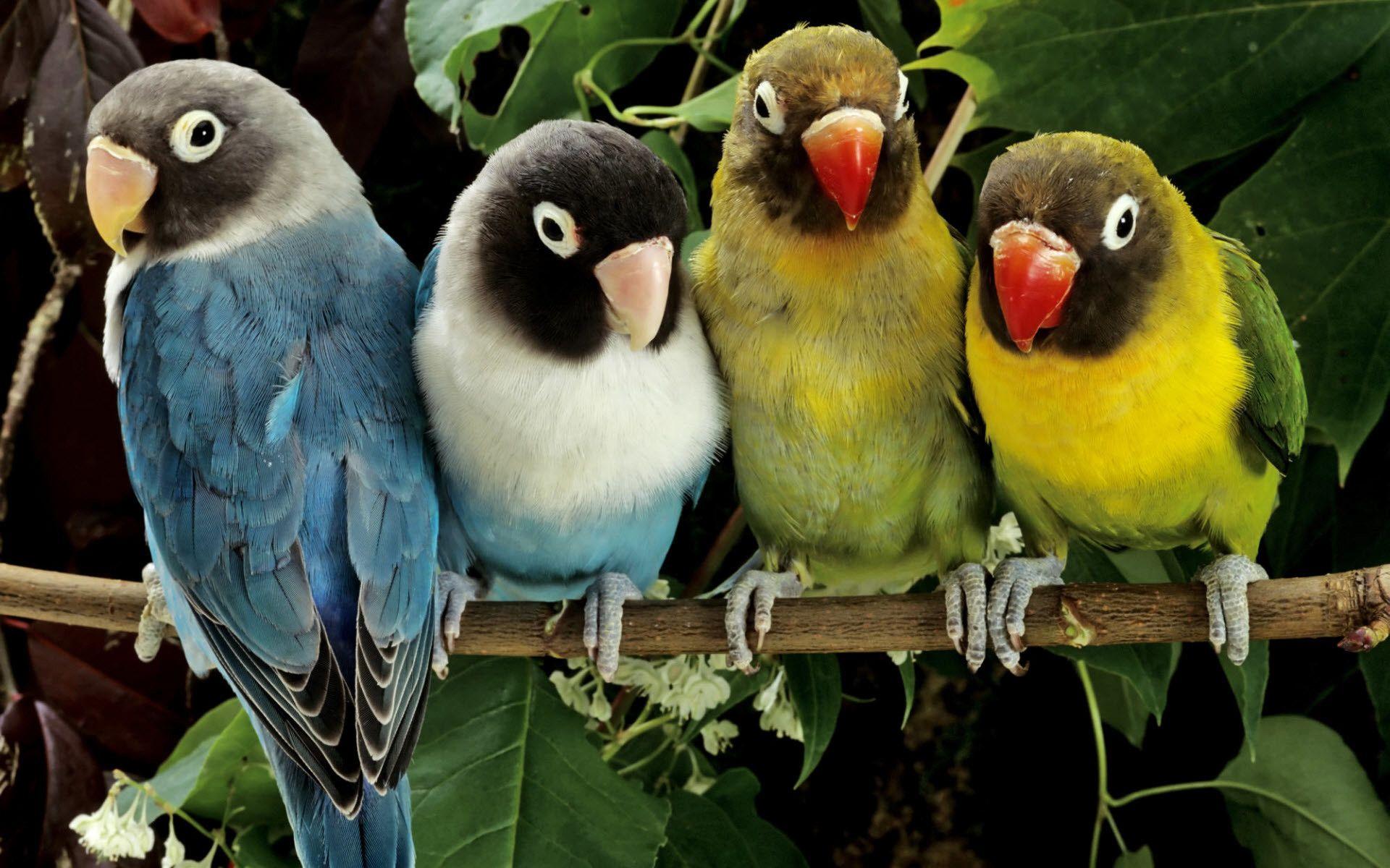 1920x1200 Lovebirds Wallpaper