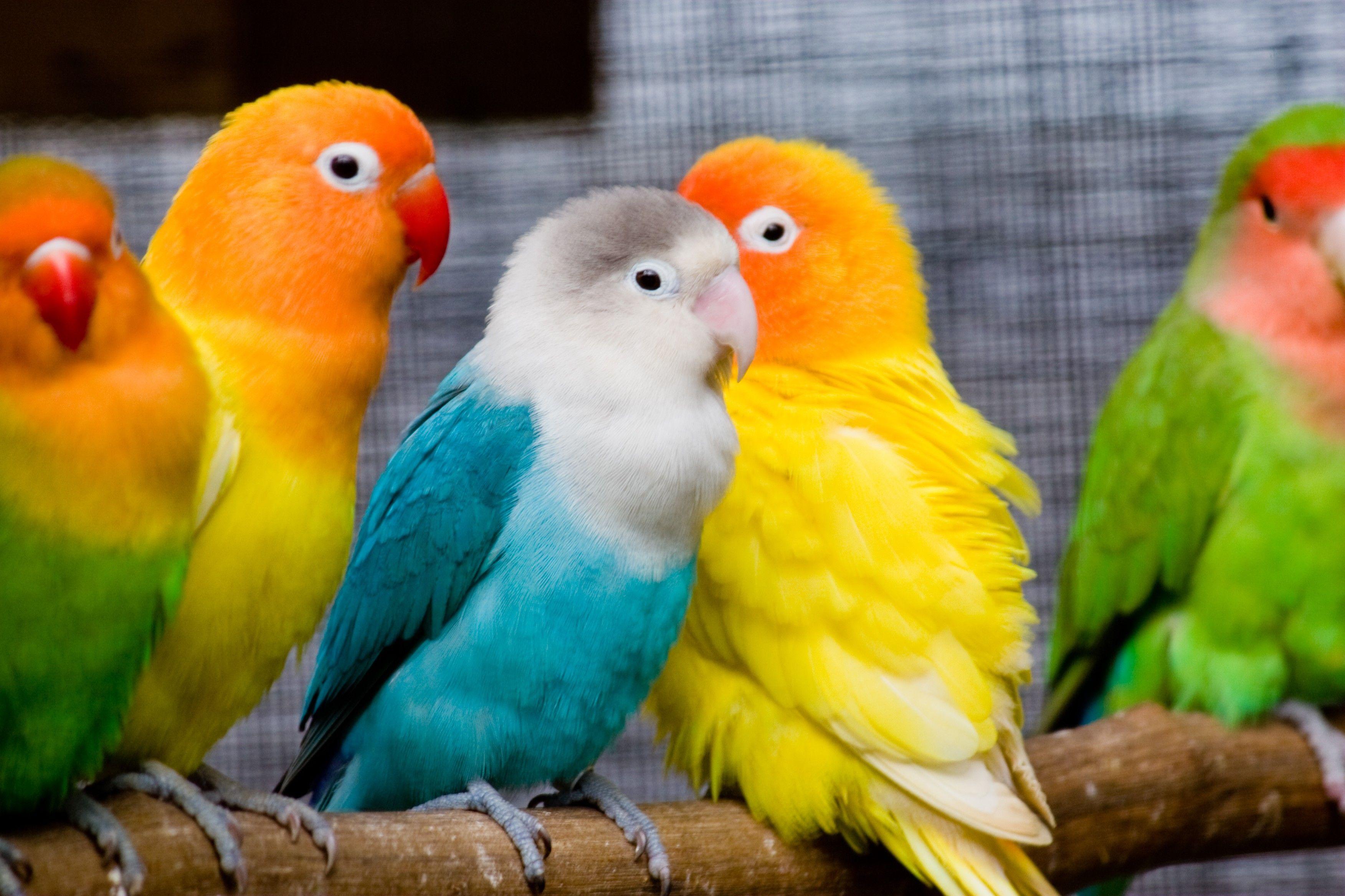 3504x2336 Free download seed hear some beautiful wallpaper of this bird