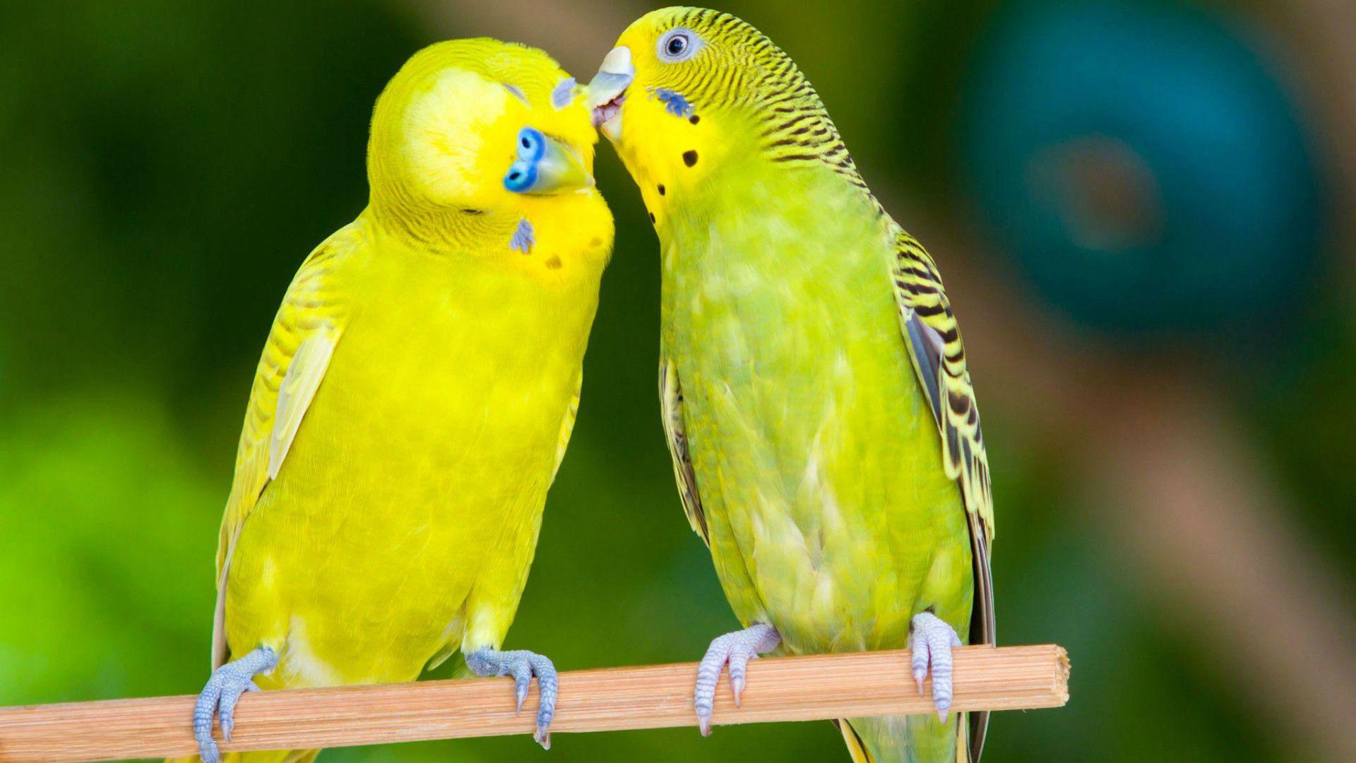 1920x1080 Lovebirds Wallpaper