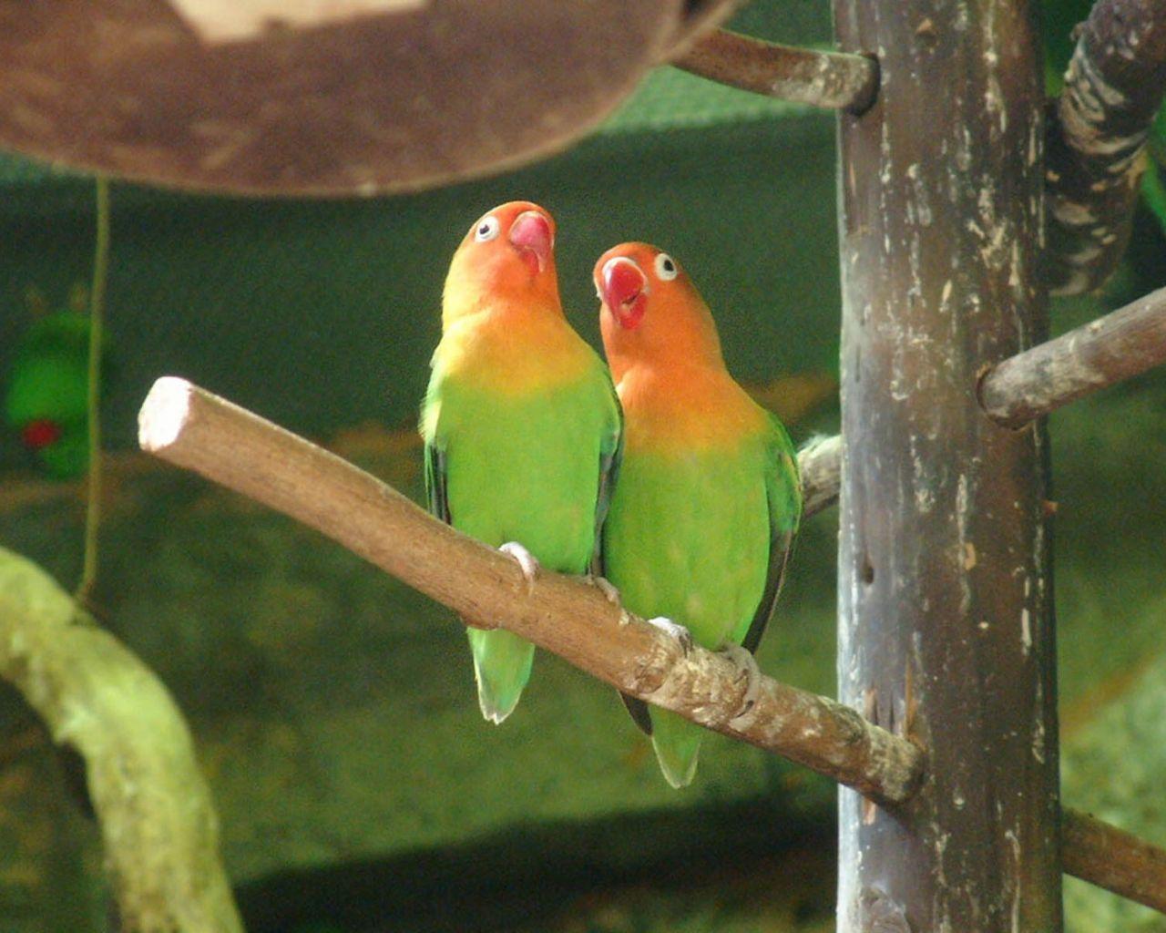 1280x1024 Free download wallpaper Love Birds Wallpaper [1600x1200]