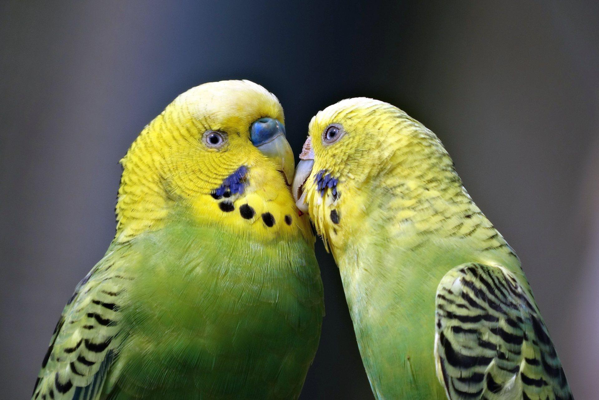 1920x1281 Love Bird Wallpaper HD for Free Download