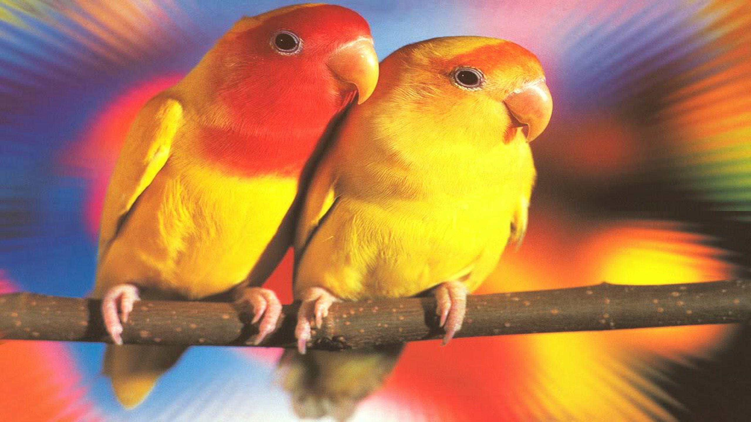 2560x1440 Lovebirds Wallpaper