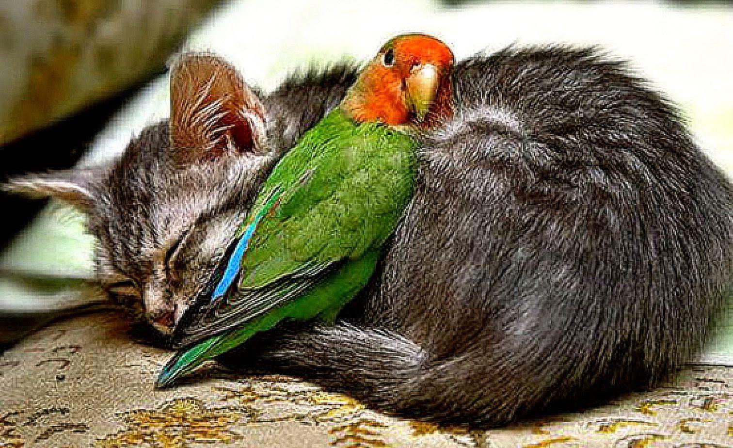 1512x924 Lovebird Wallpaper. High Definitions Wallpaper