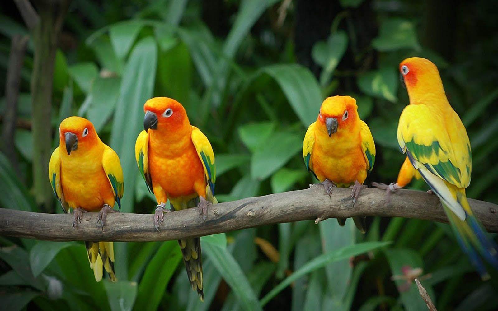1600x1000 Desktop HD loving birds wallpaper