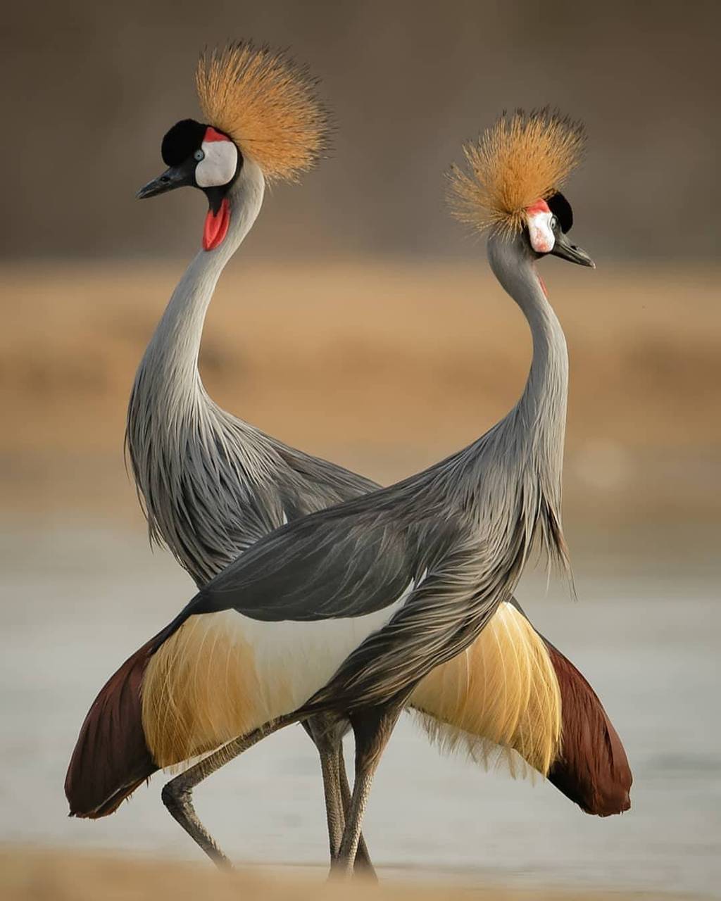 1024x1280 Love Birds wallpaper