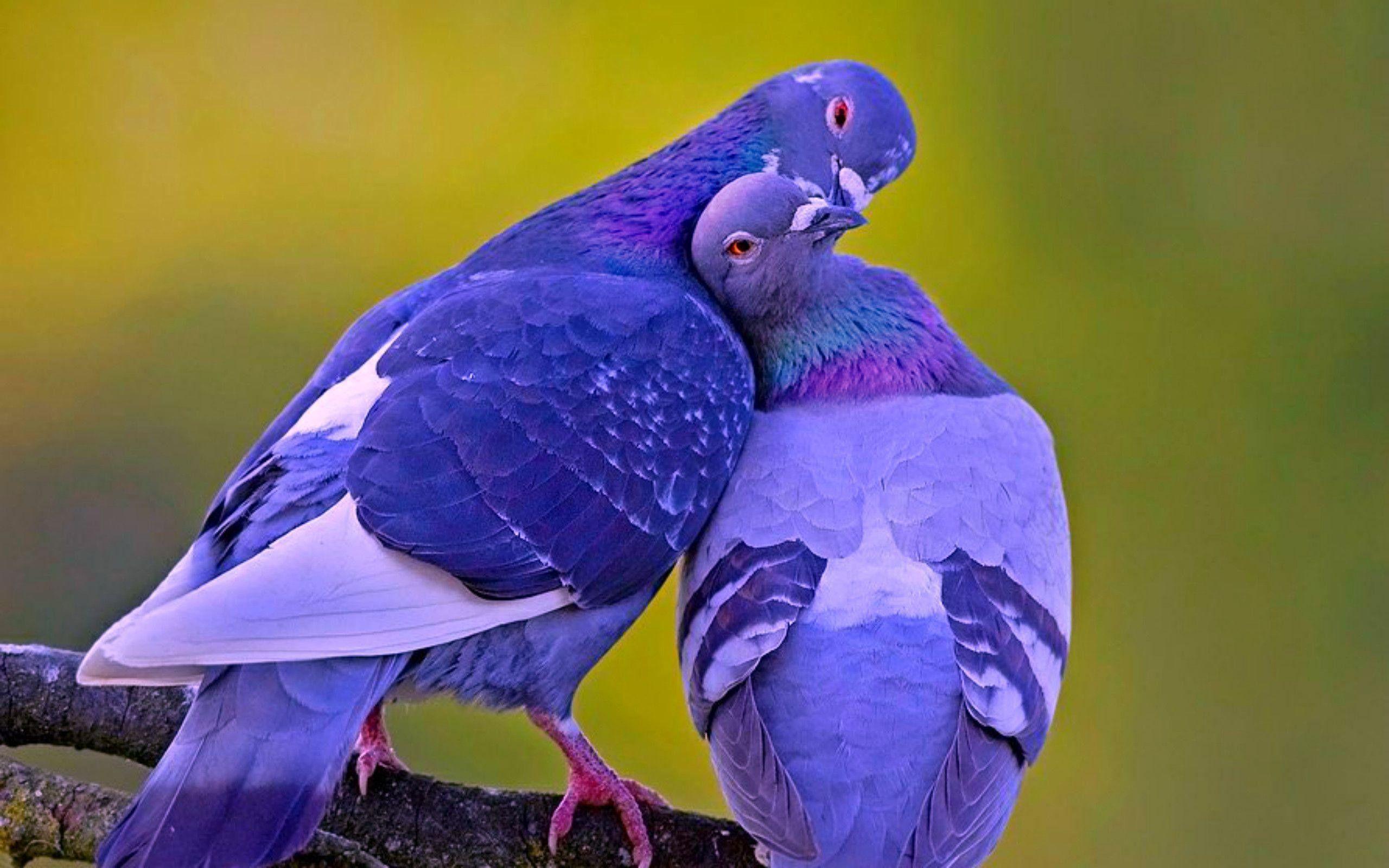 2560x1600 Birds Wallpaper
