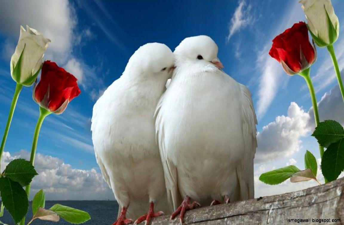 1152x752 Beautiful Wallpaper Love Birds