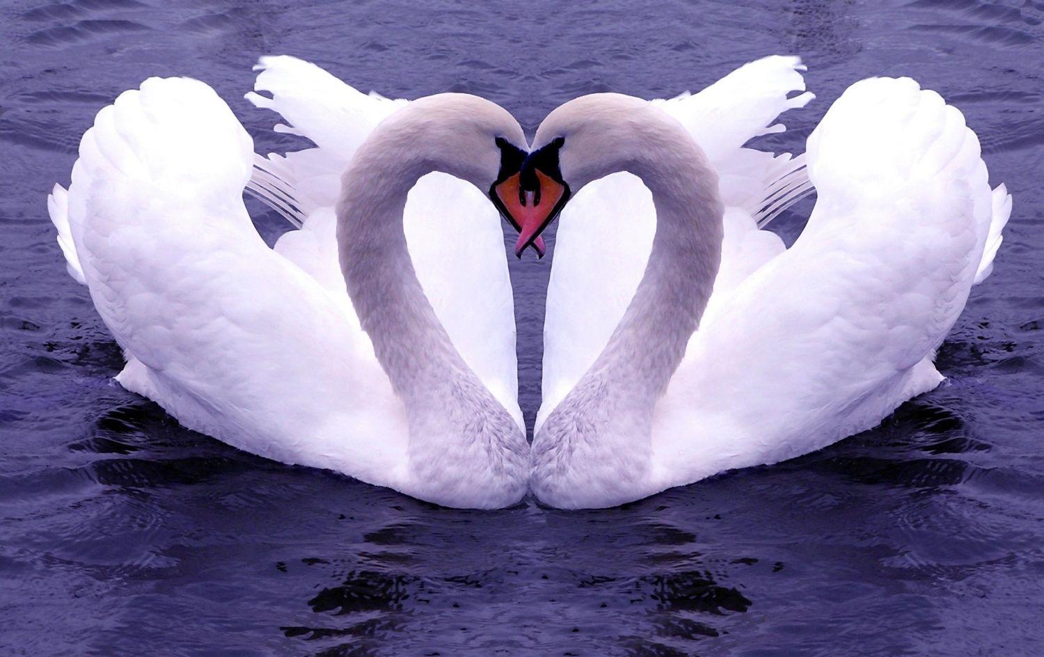 1500x944 love birds wallpaper : flowers and natures on Rediff Pages