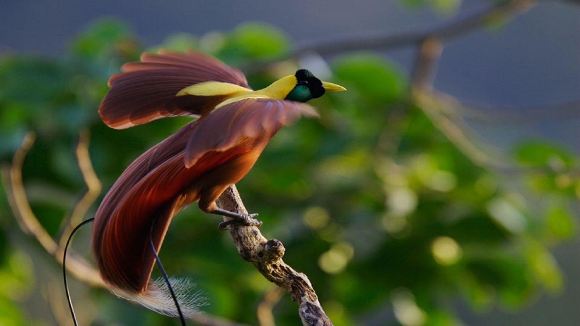 1920x1080 Cute Love birds wallpaper