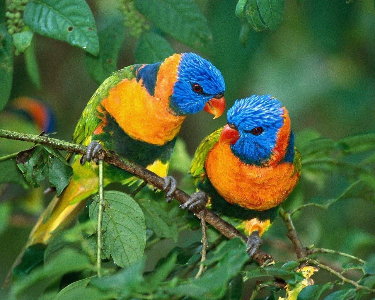 1280x1024 Cute Love Bird Wallpaper